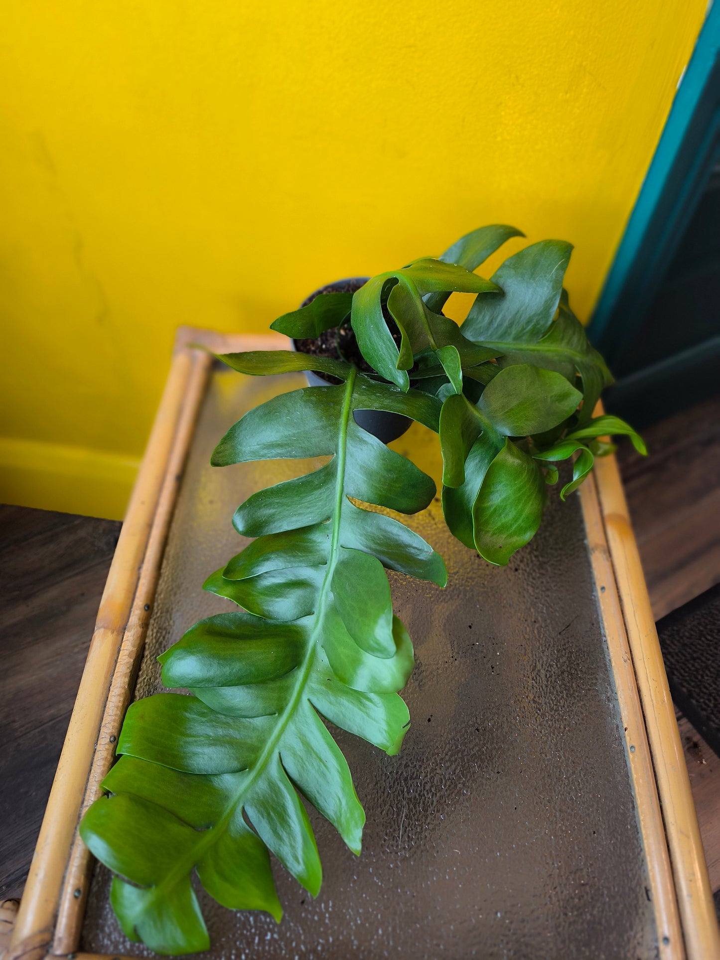 Fern Leaf Cactus - Medium