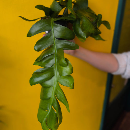 Fern Leaf Cactus - Medium