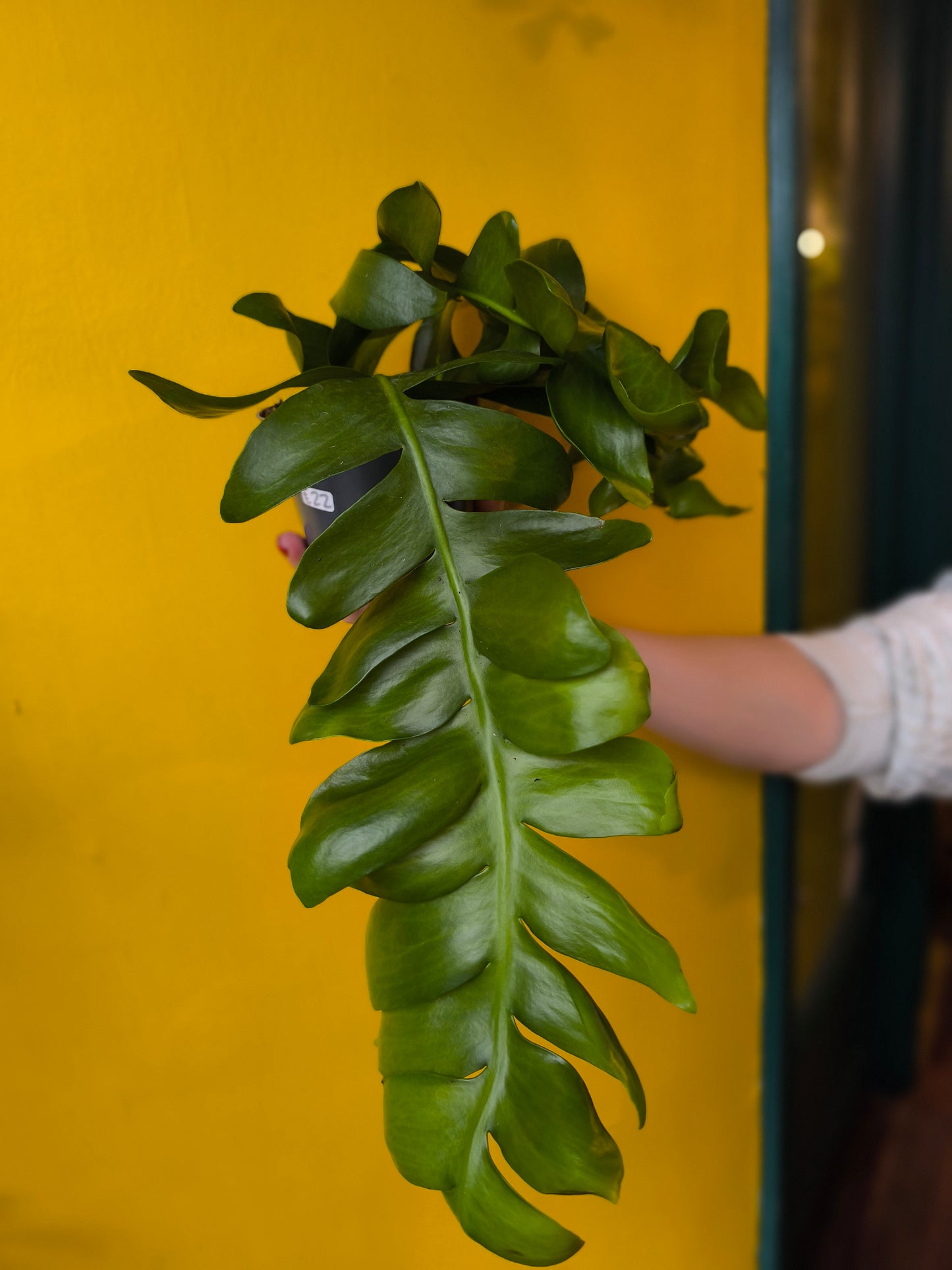 Fern Leaf Cactus - Medium