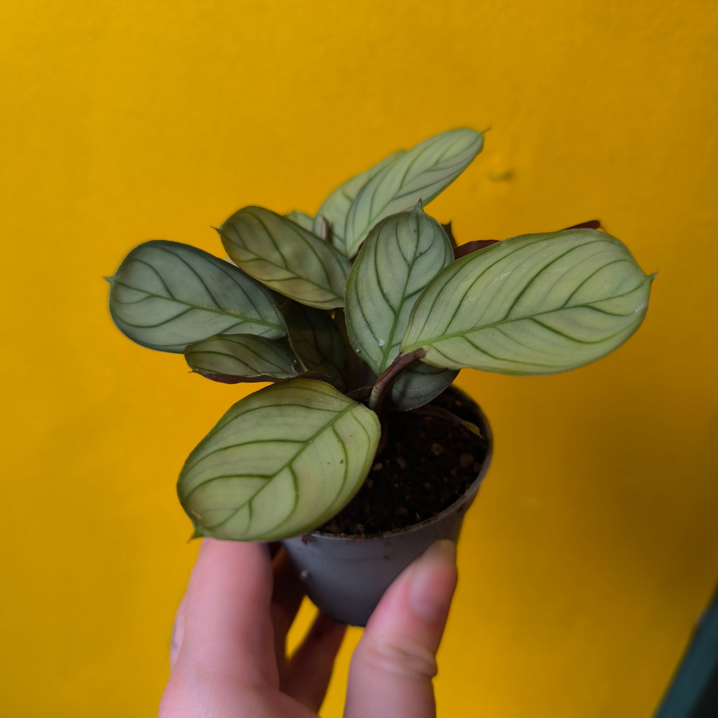 Prayer Plant `Amabilis Mint` - Mini