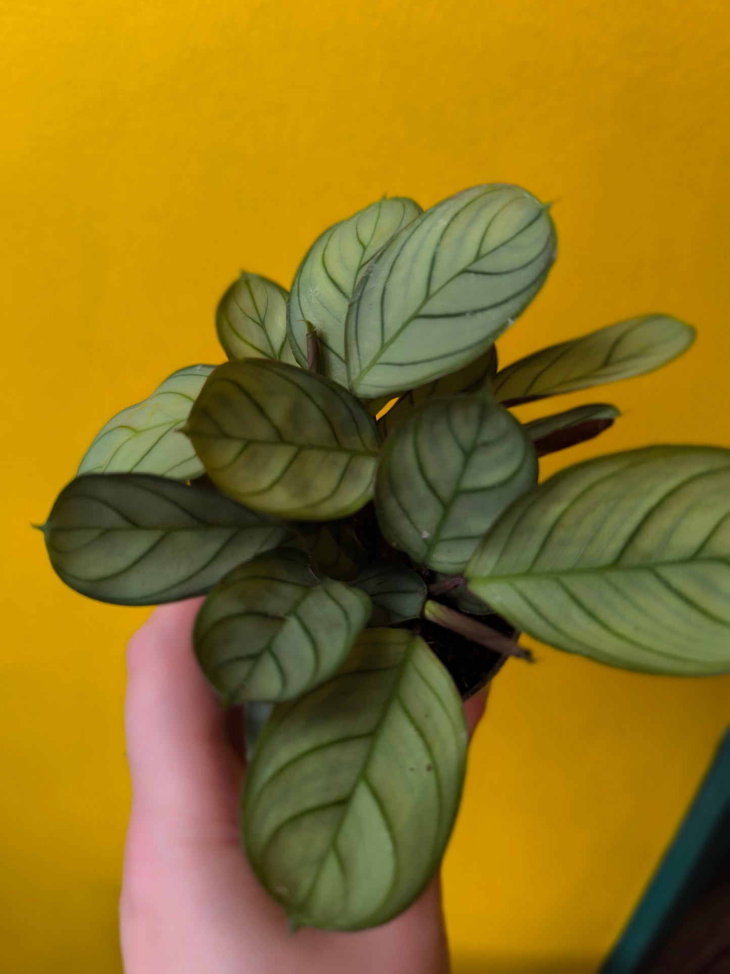 Prayer Plant `Amabilis Mint` - Mini