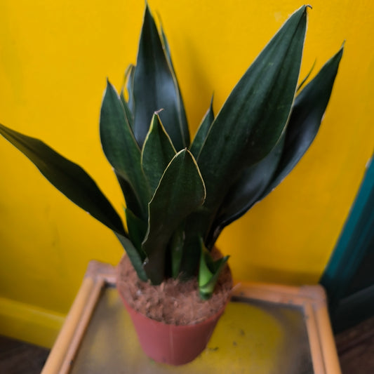 Snake Plants - Large