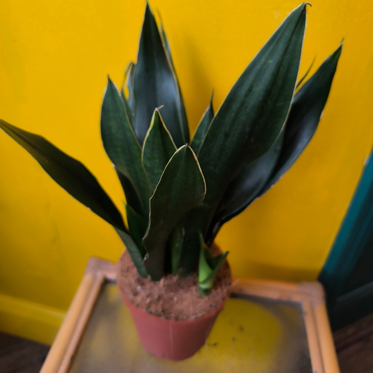 Snake Plants - Large