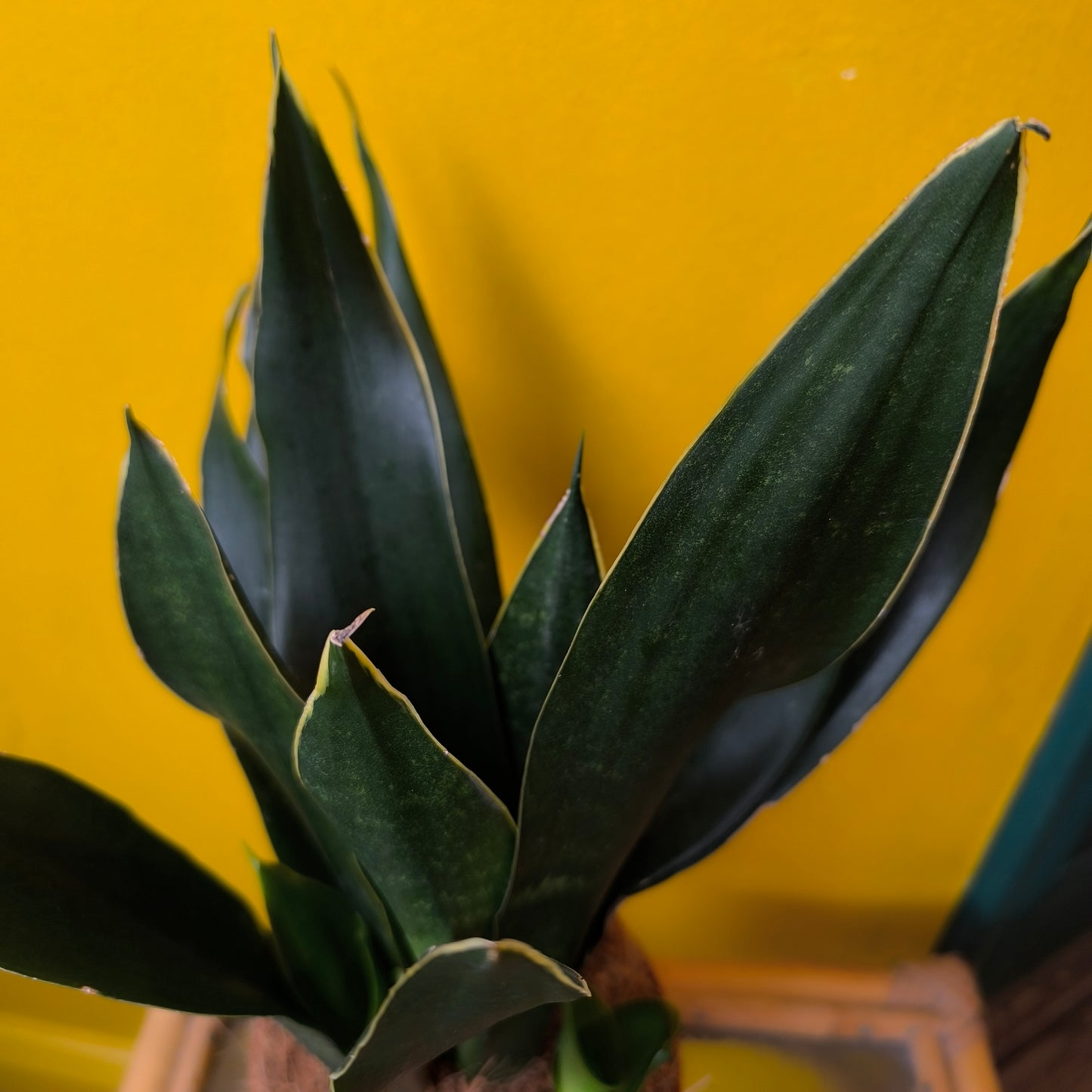 Snake Plants - Large