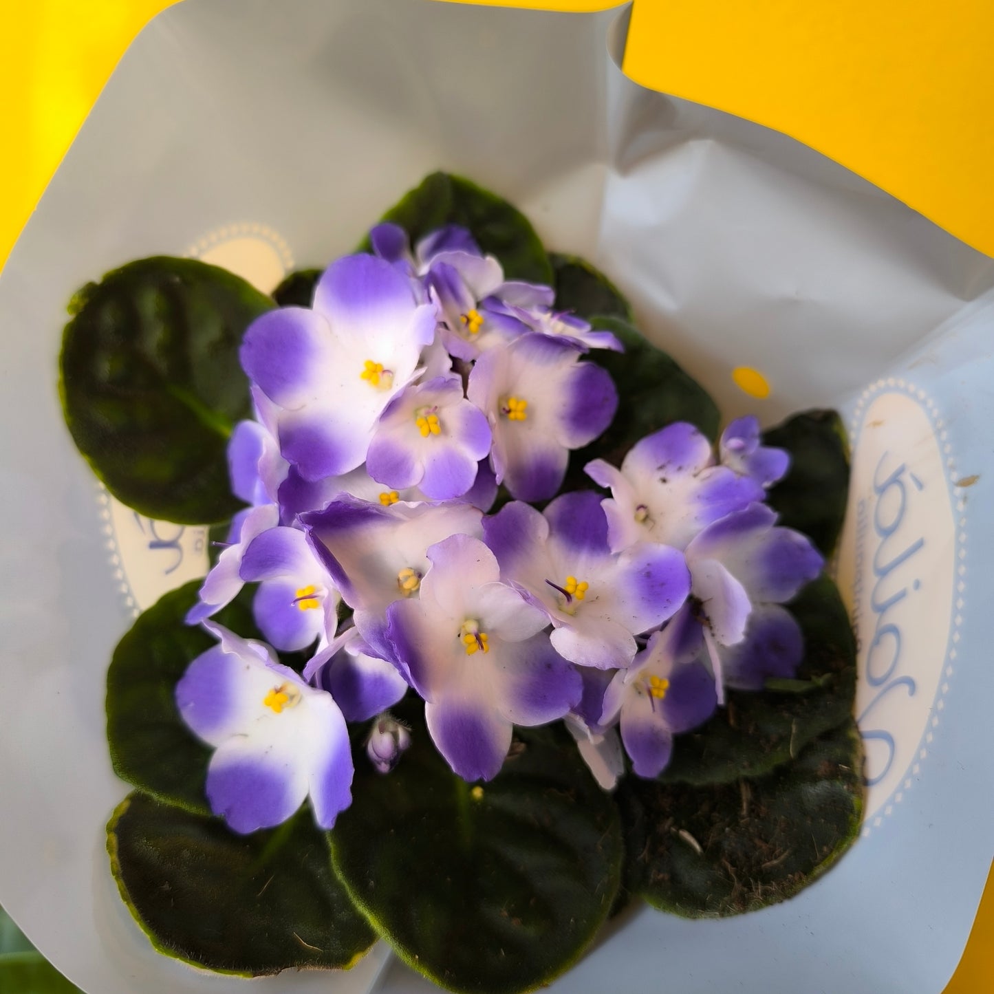 African Violets - Medium