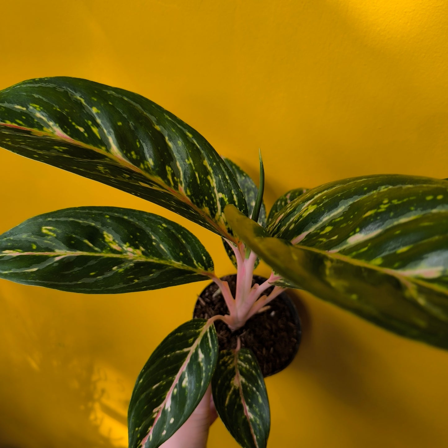 Aglaonema Chinese Evergreen 'Coco Green' - Medium