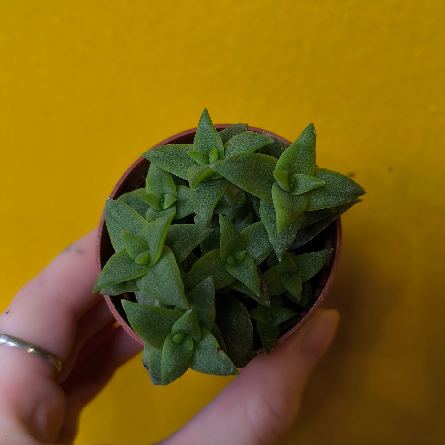 Money/Jade Plant - Minis