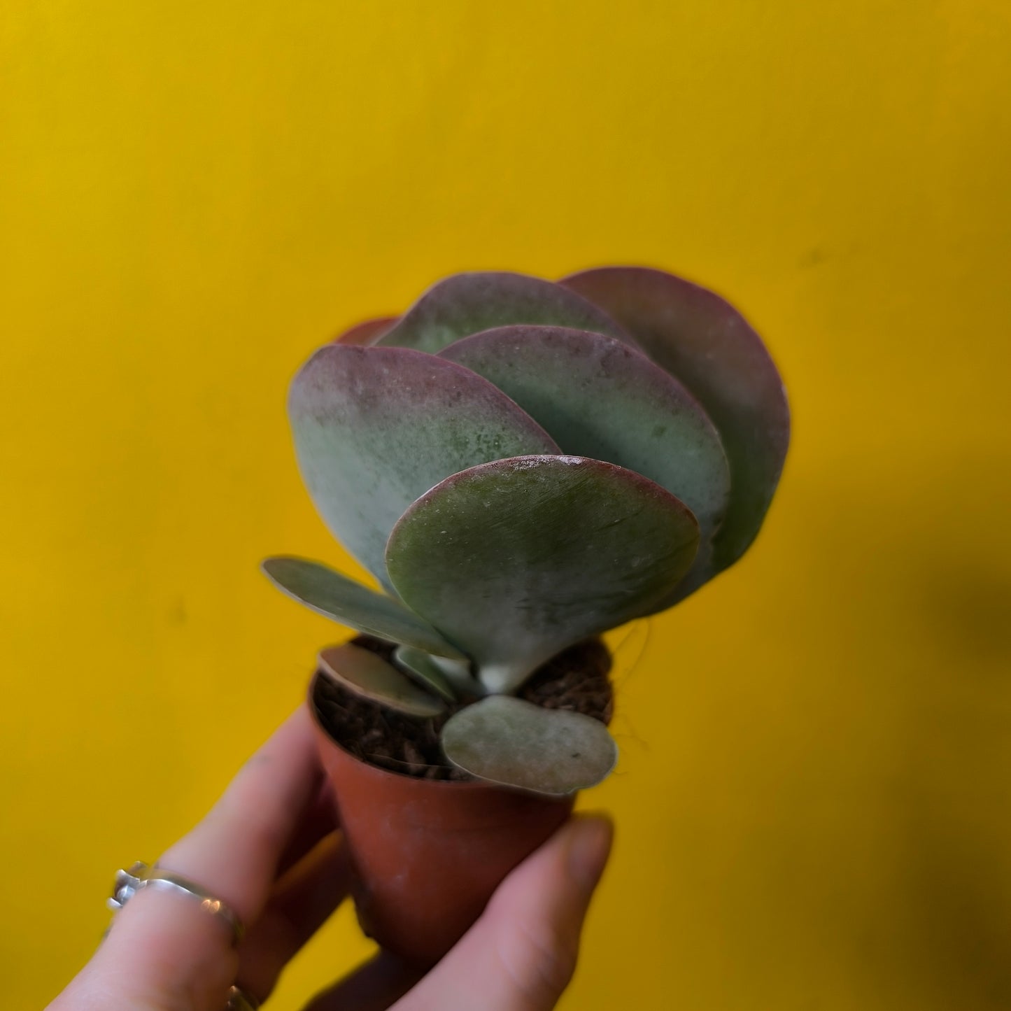 Desert Paddle 'Red Lips' - mini