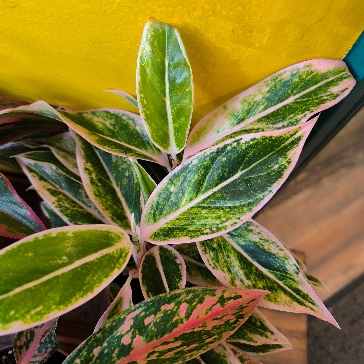 Aglaonema Chinese Evergreen Pink Mix - Medium