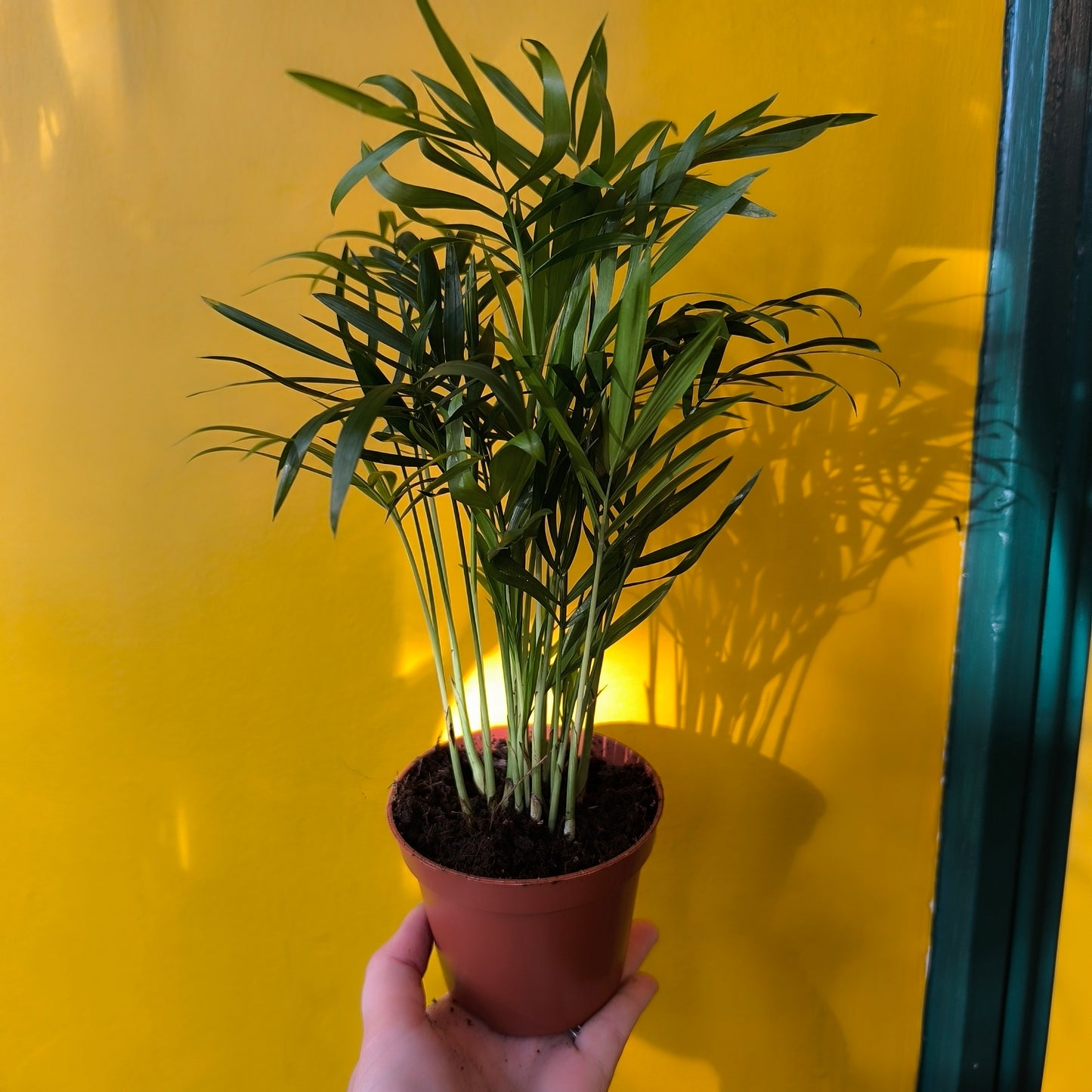 Parlor Palm - 2 size options