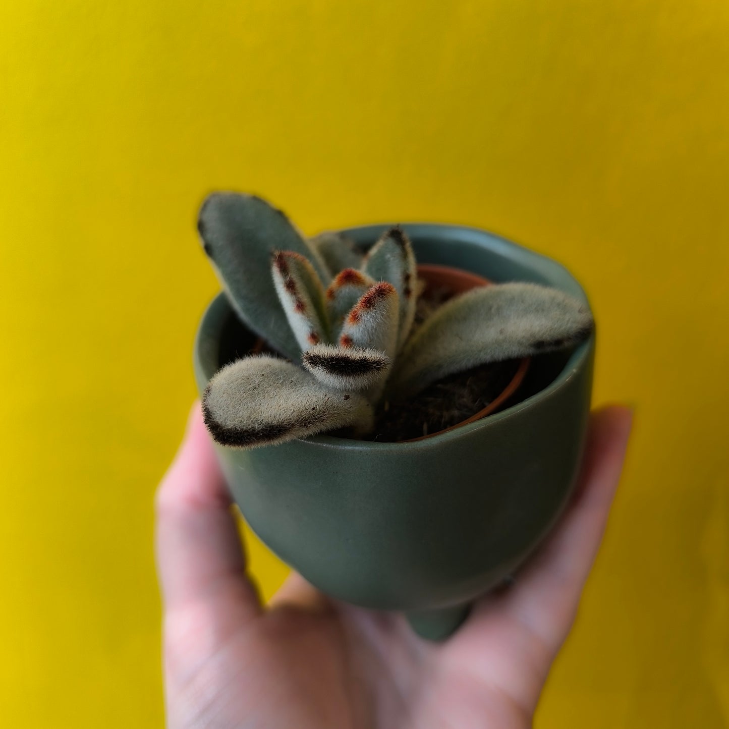 Pot - Elly with Feet