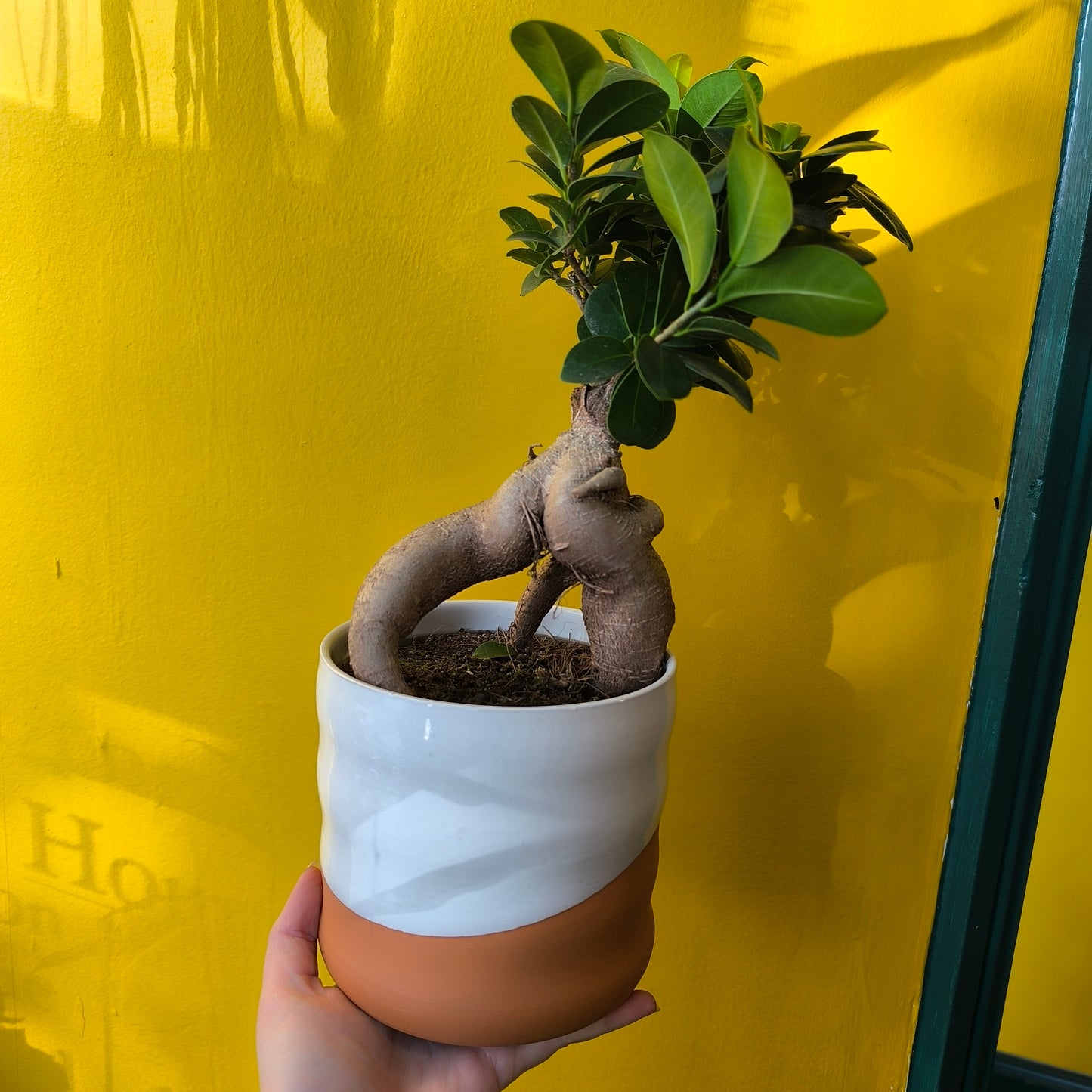 Pot - Odin Terracotta