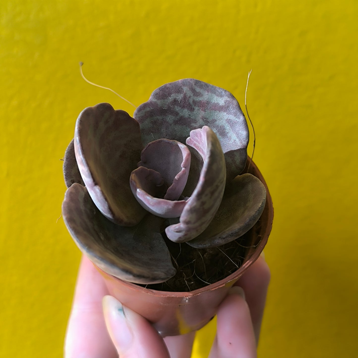 Kalanchoe `Zebra` - Mini