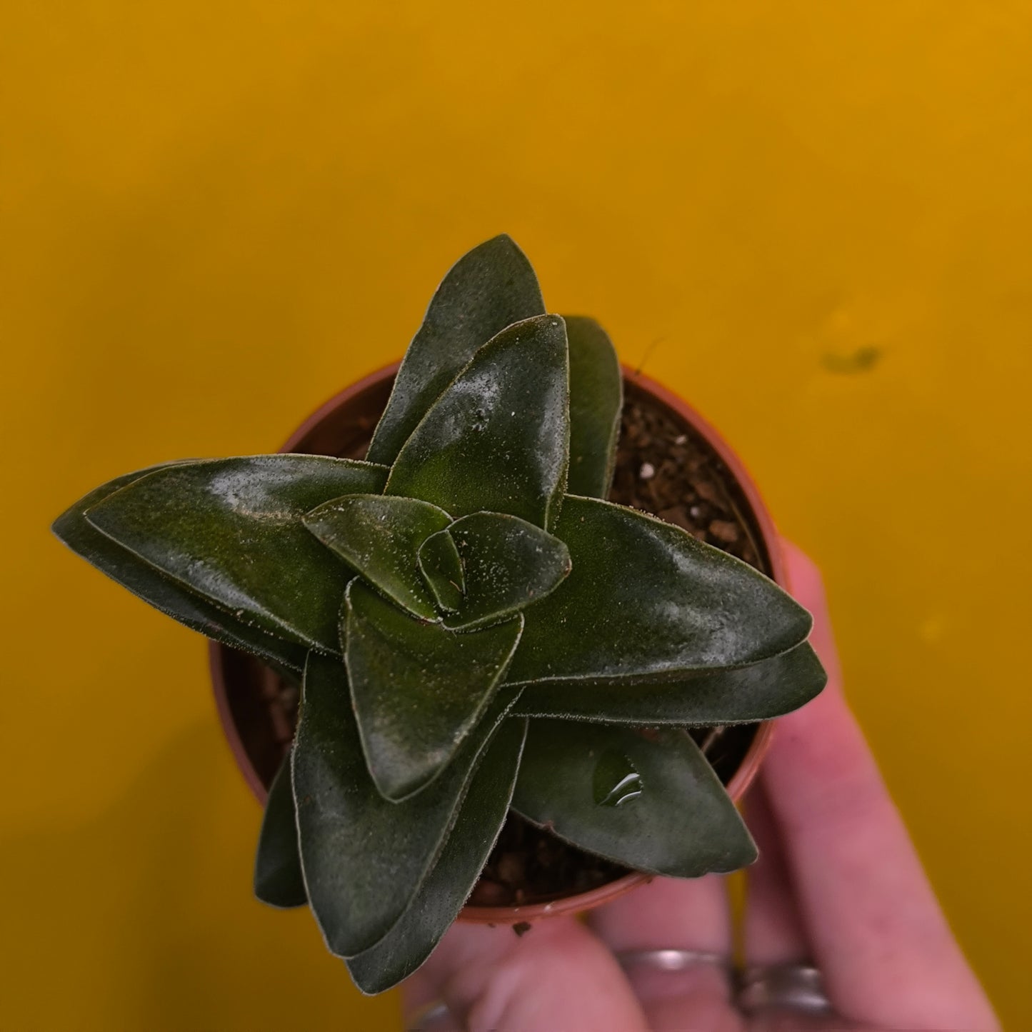 Money/Jade Plant - Minis