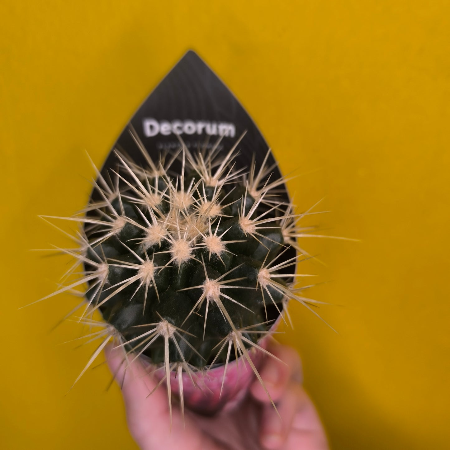 Cacti/Succulent Mix- Small