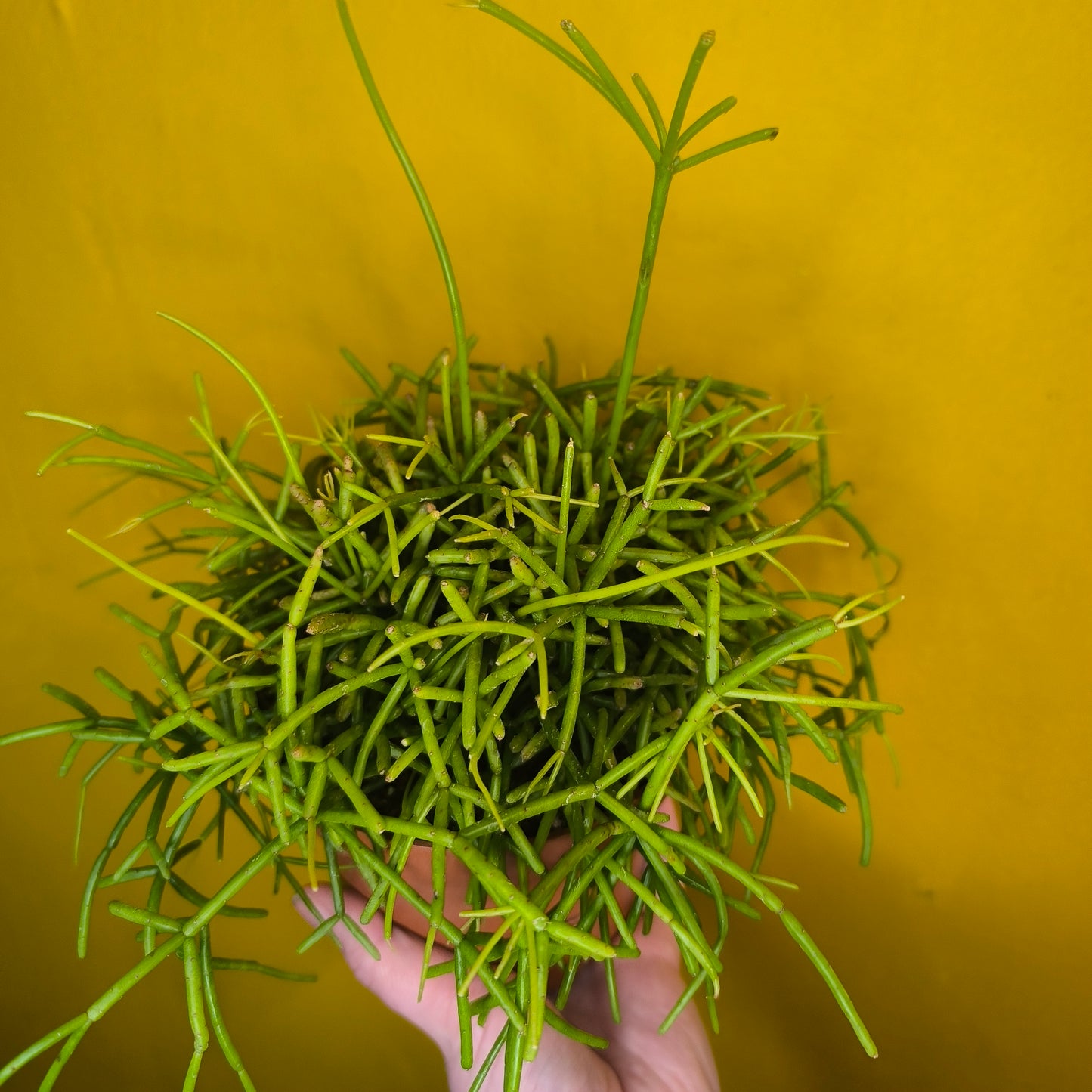 Mistletoe Cactus 'Oasis' - Medium