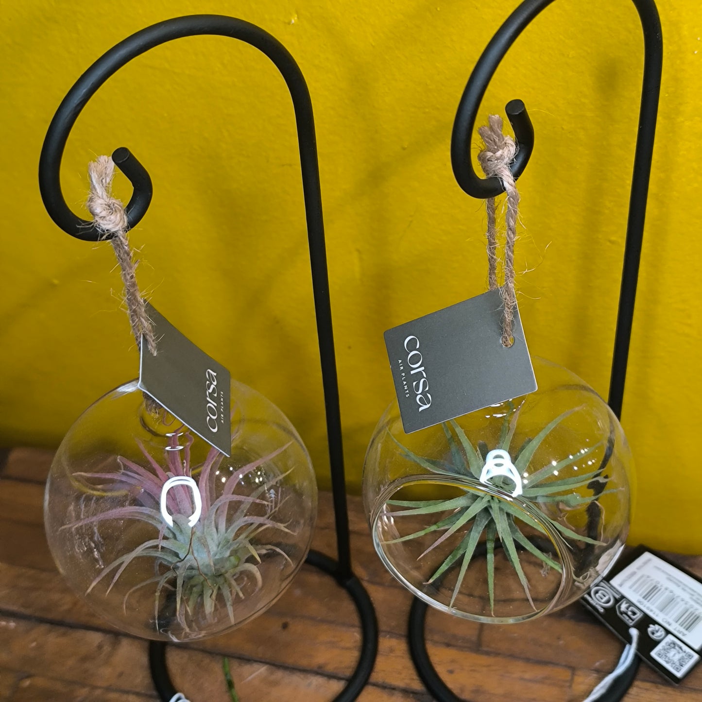 Airplant Glass Bauble on Stand