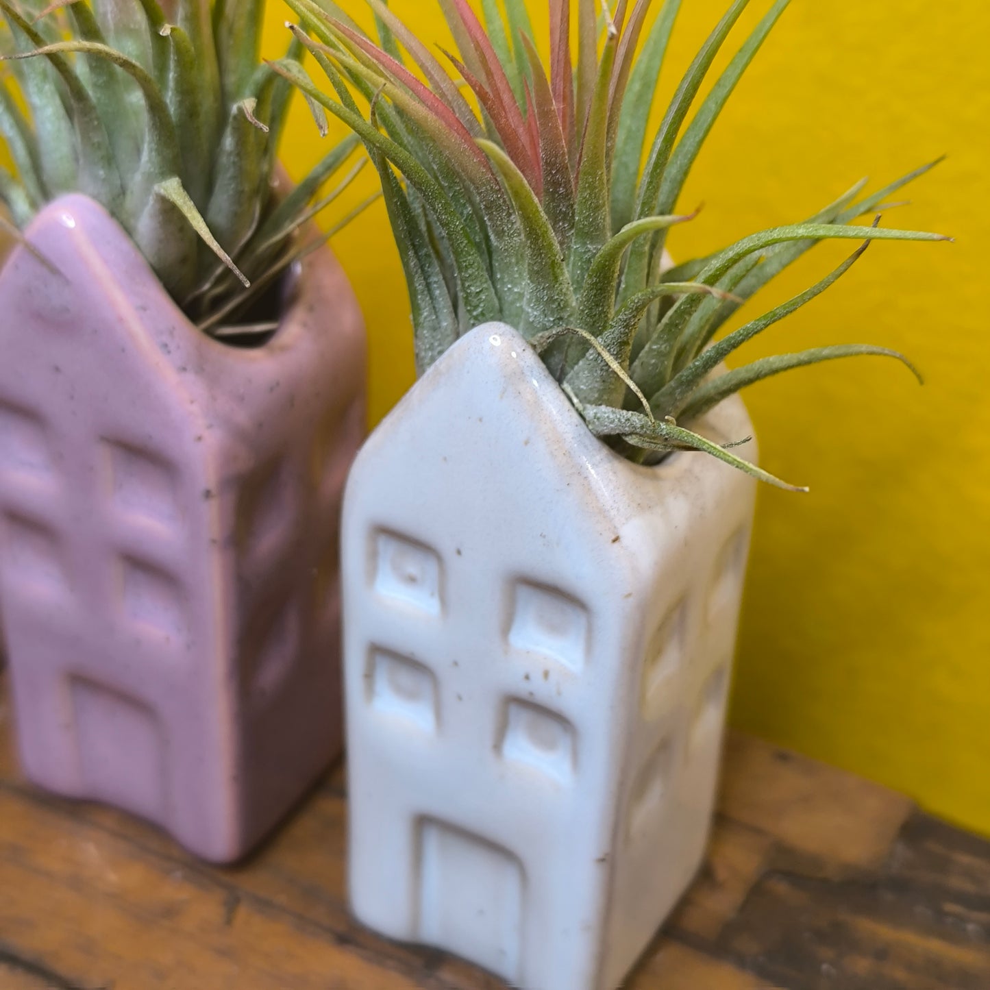 Airplant in Mini Ceramic House