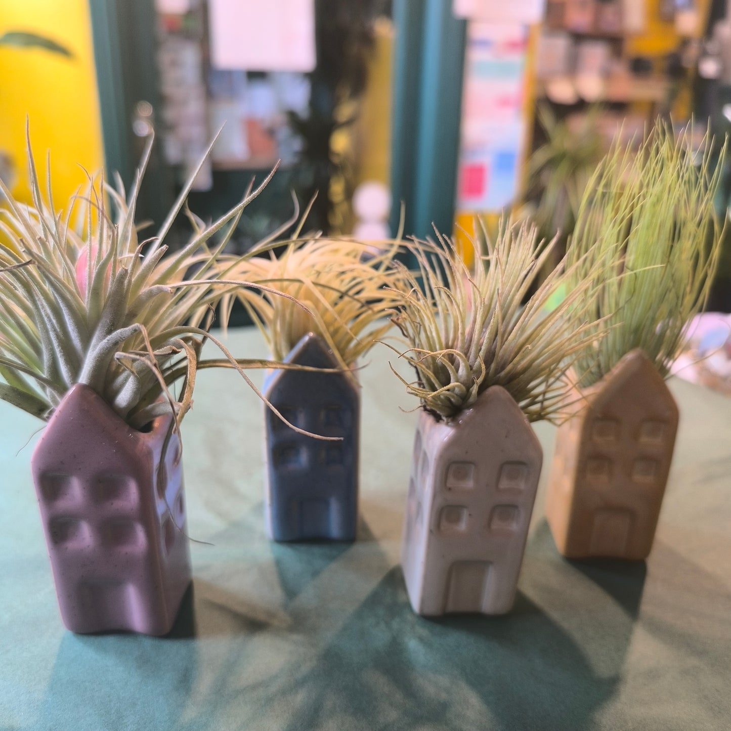 Airplant in Mini Ceramic House