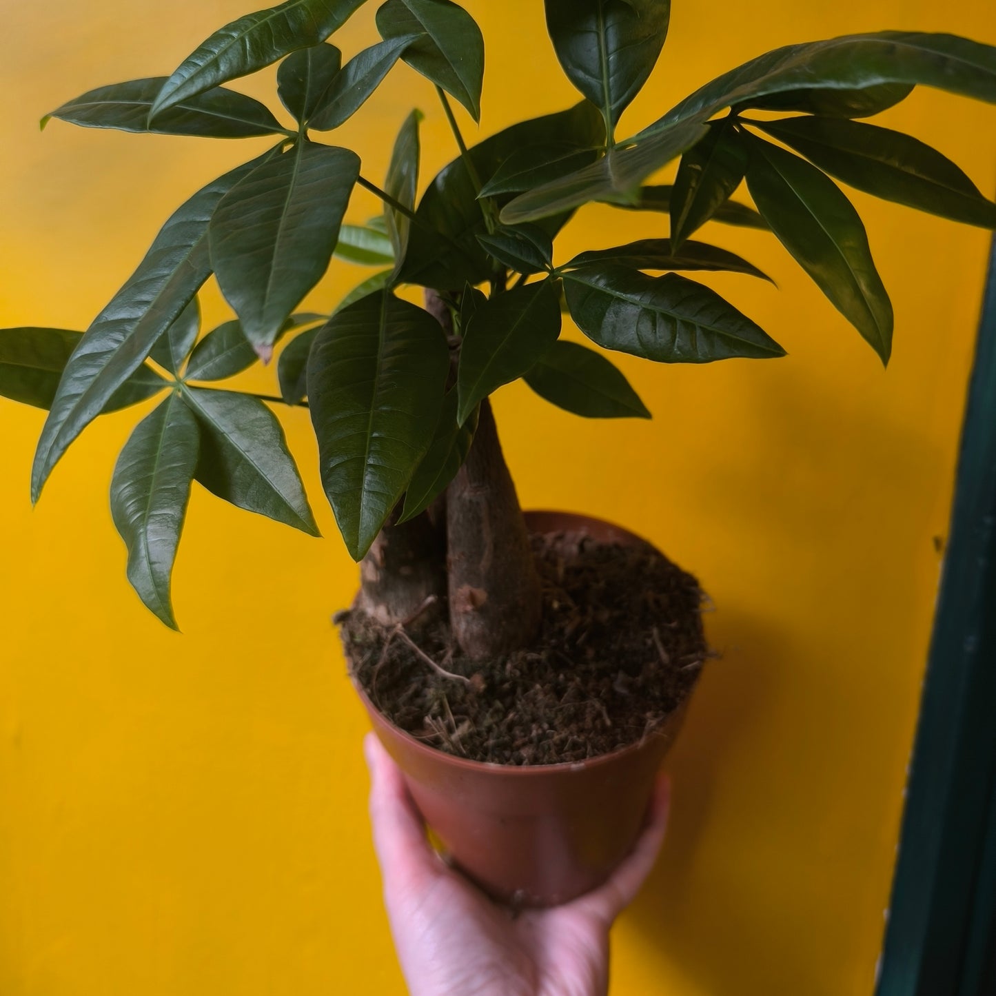 Pachira aquatica (Money Plant) - Medium
