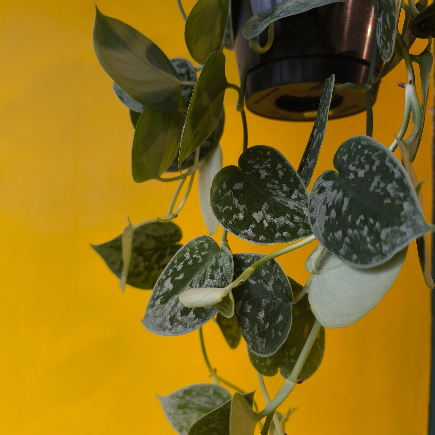 Silvery Ann Pothos