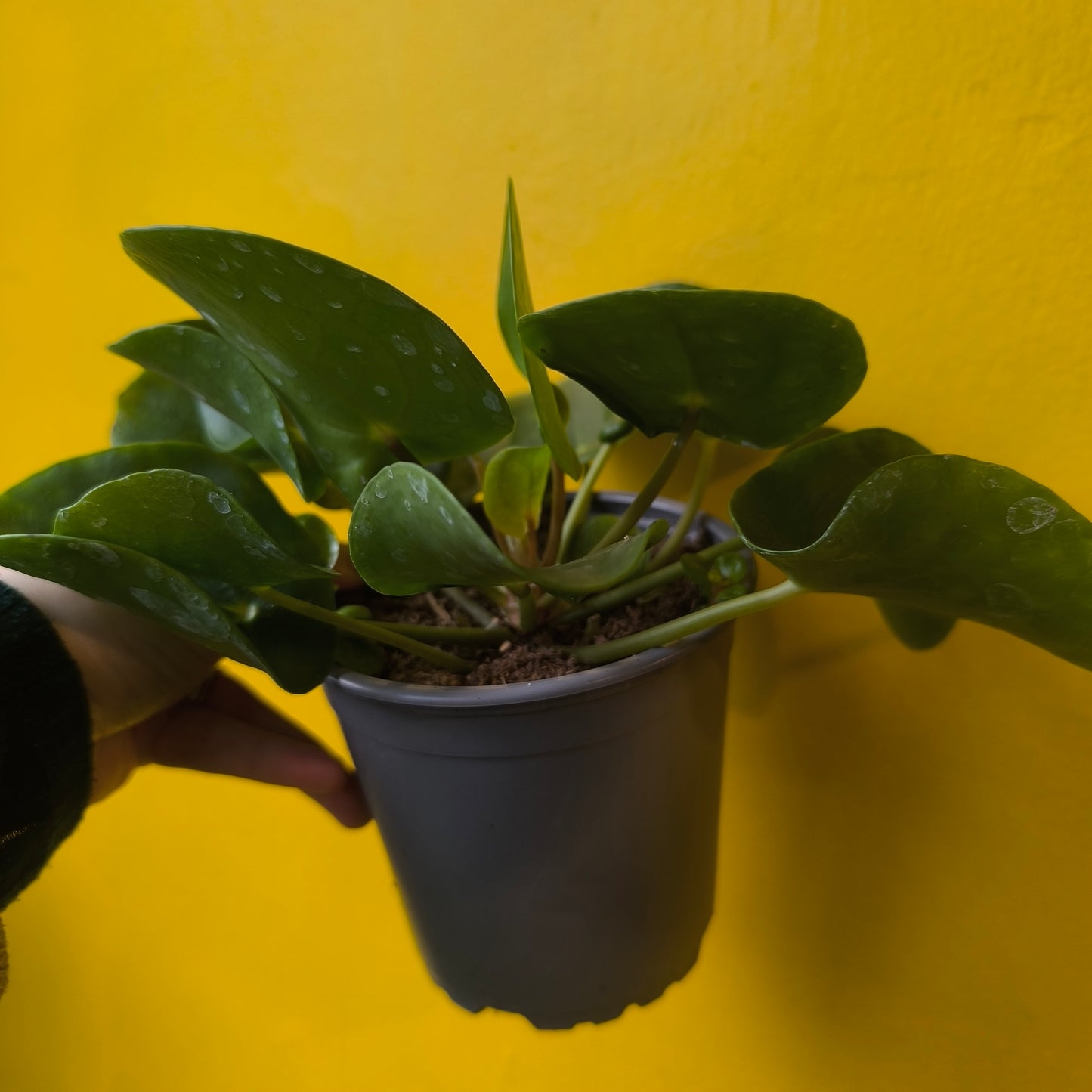 Chinese Money Plant - Medium