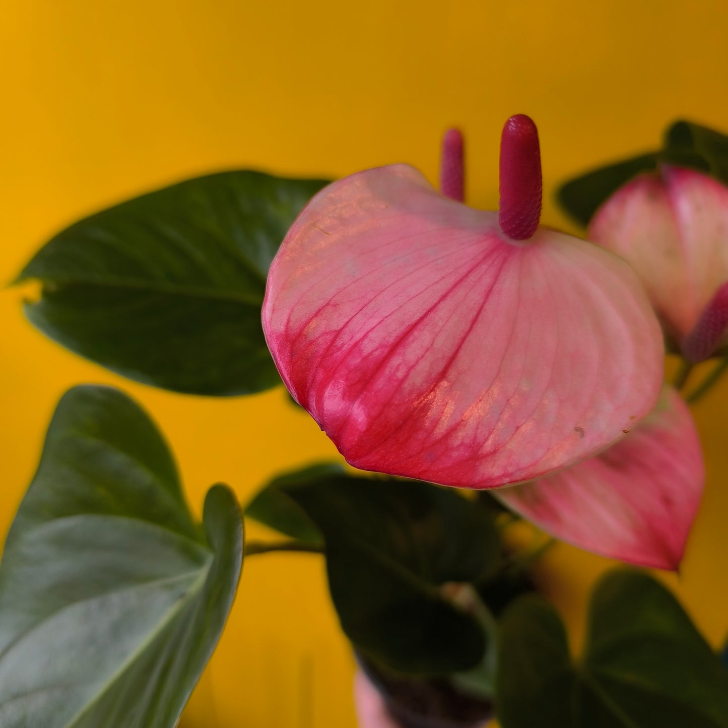 Flamingo Flower `Amalia Elegance` - medium