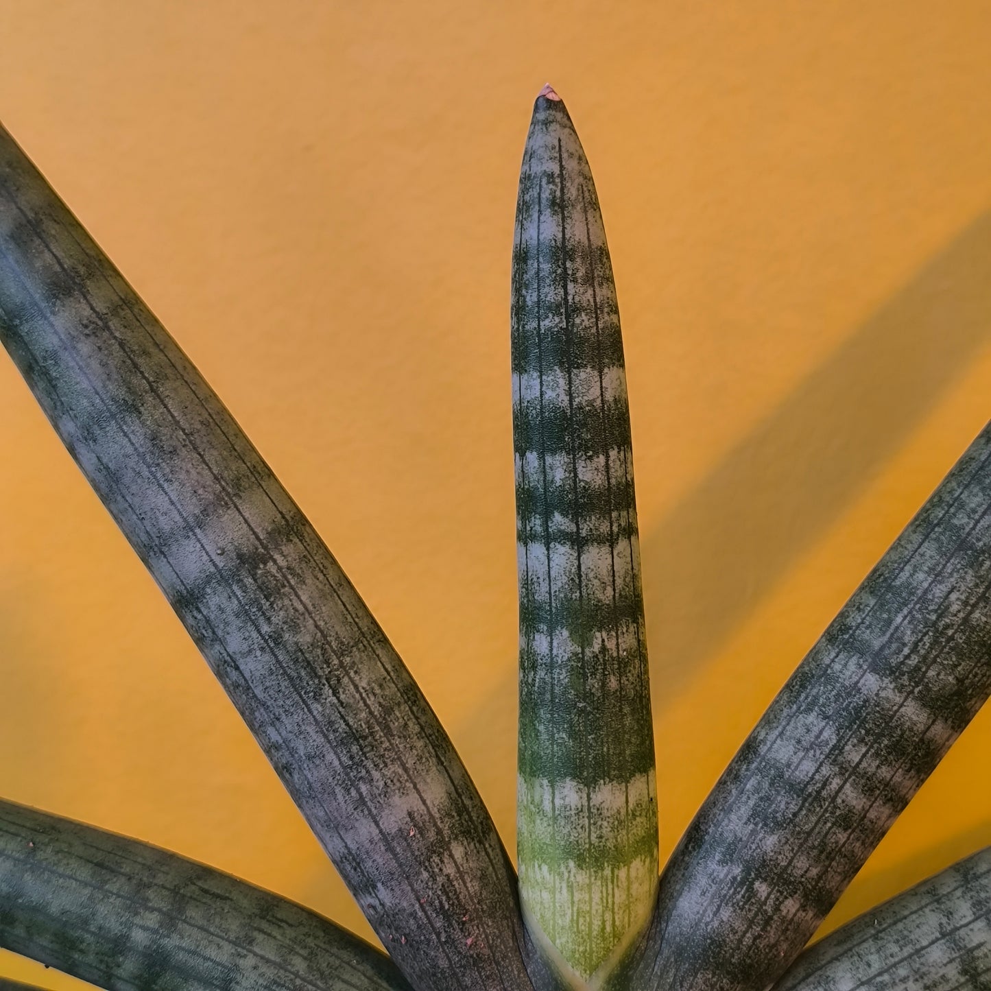 Snake Plant `Skyline` - Medium