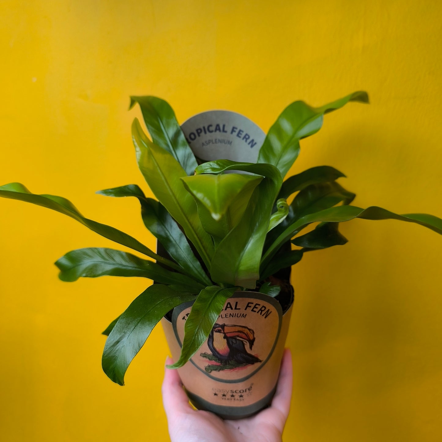 Fern Birds Nest - Medium