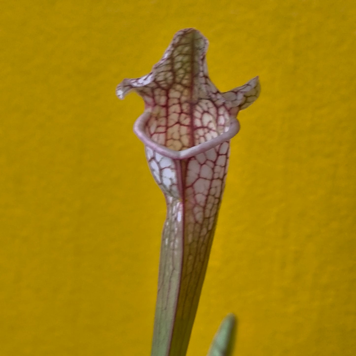 Carnivorous Pitcher Plant `Stevensii`- Medium