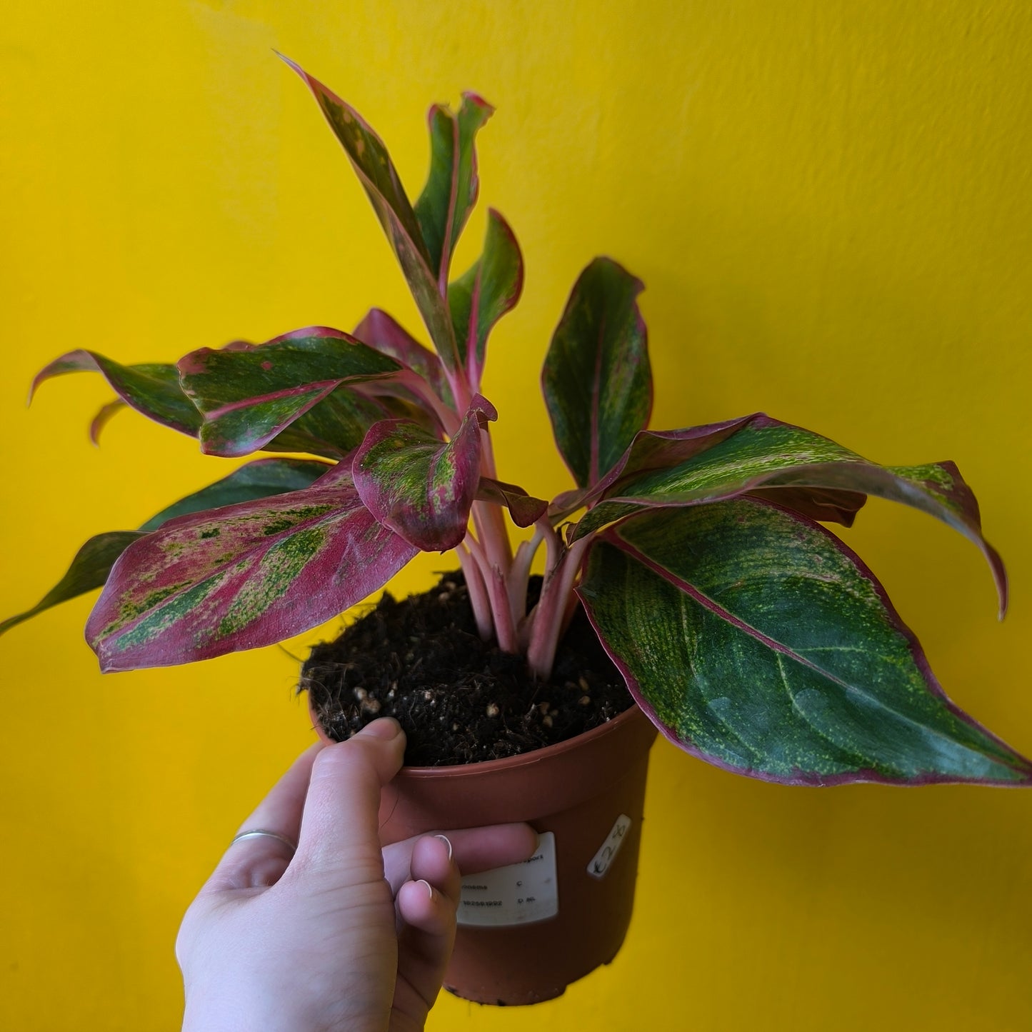 Aglaonema Chinese Evergreens - Medium Pink