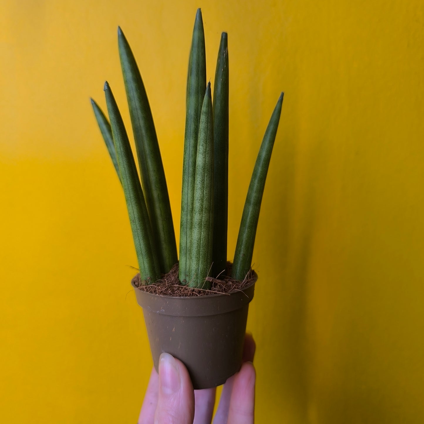 Snake Plant - Mini's
