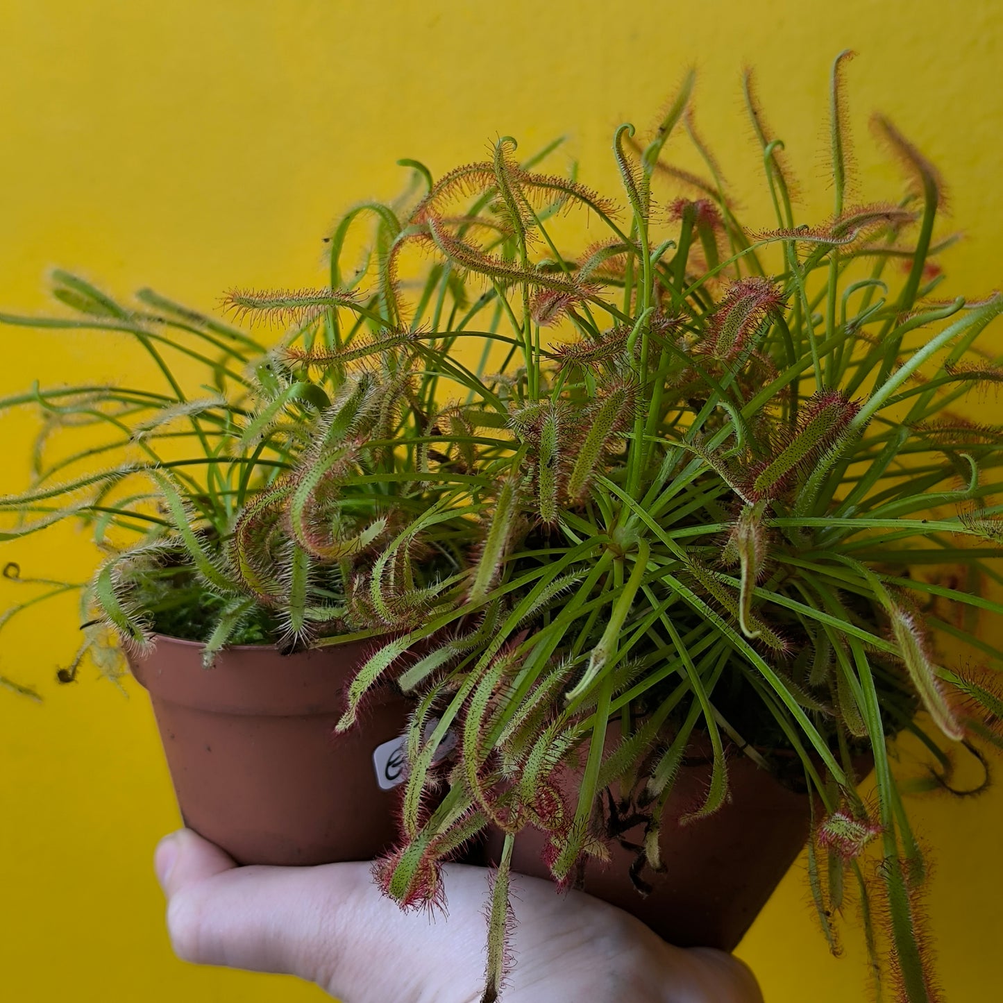 Carnivorous Cape Sundews - Small
