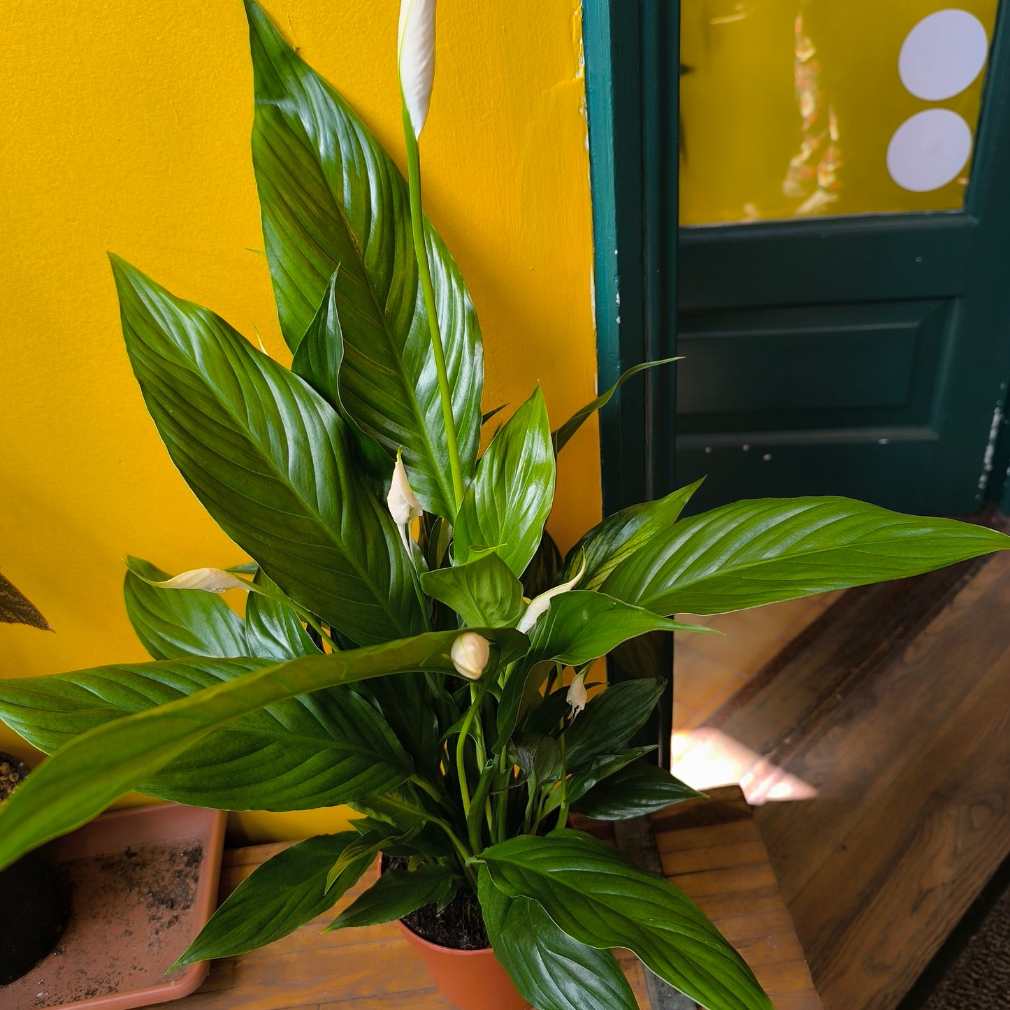 Peace Lily 'Sweet Chico'- Medium