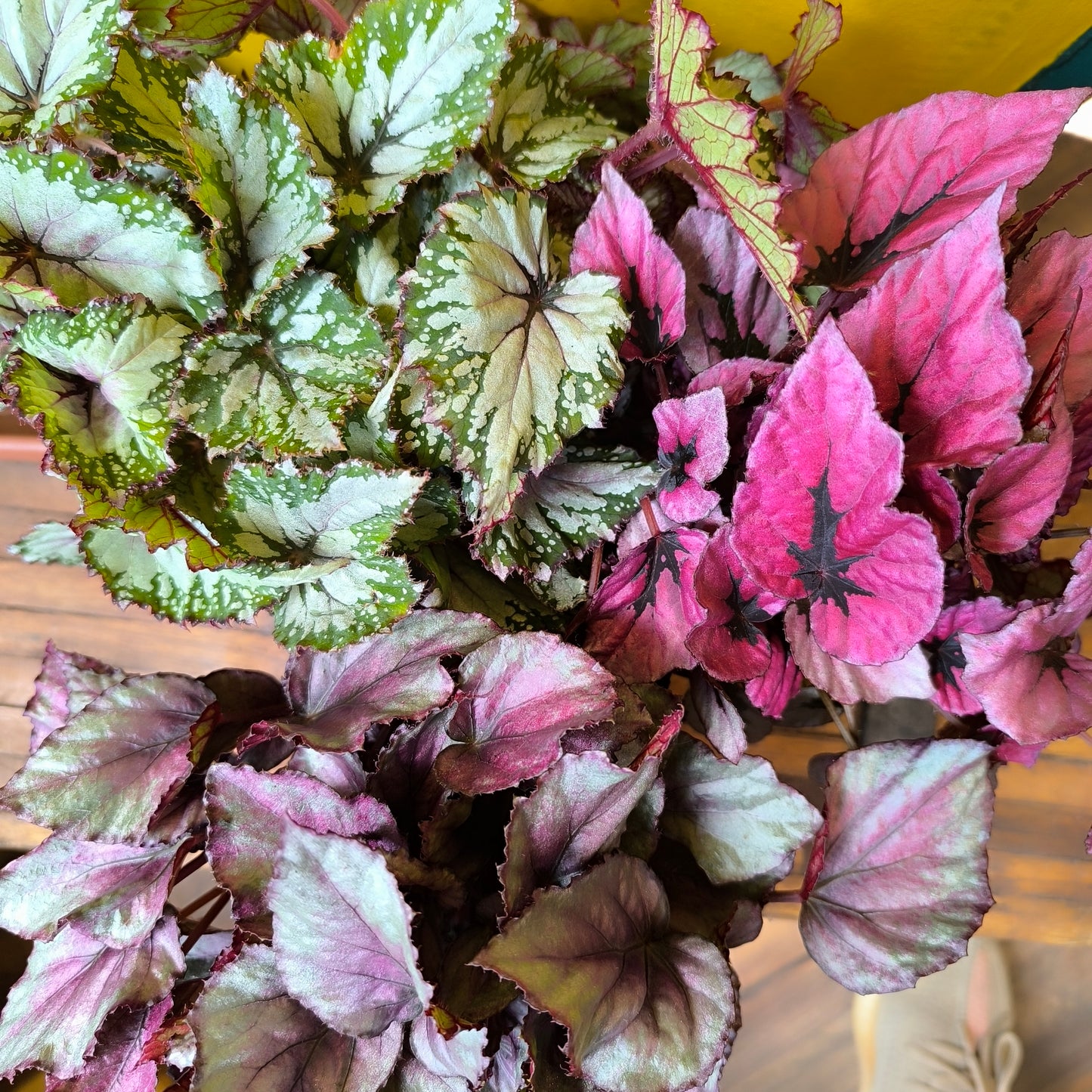 Begonia Rexs' - Medium