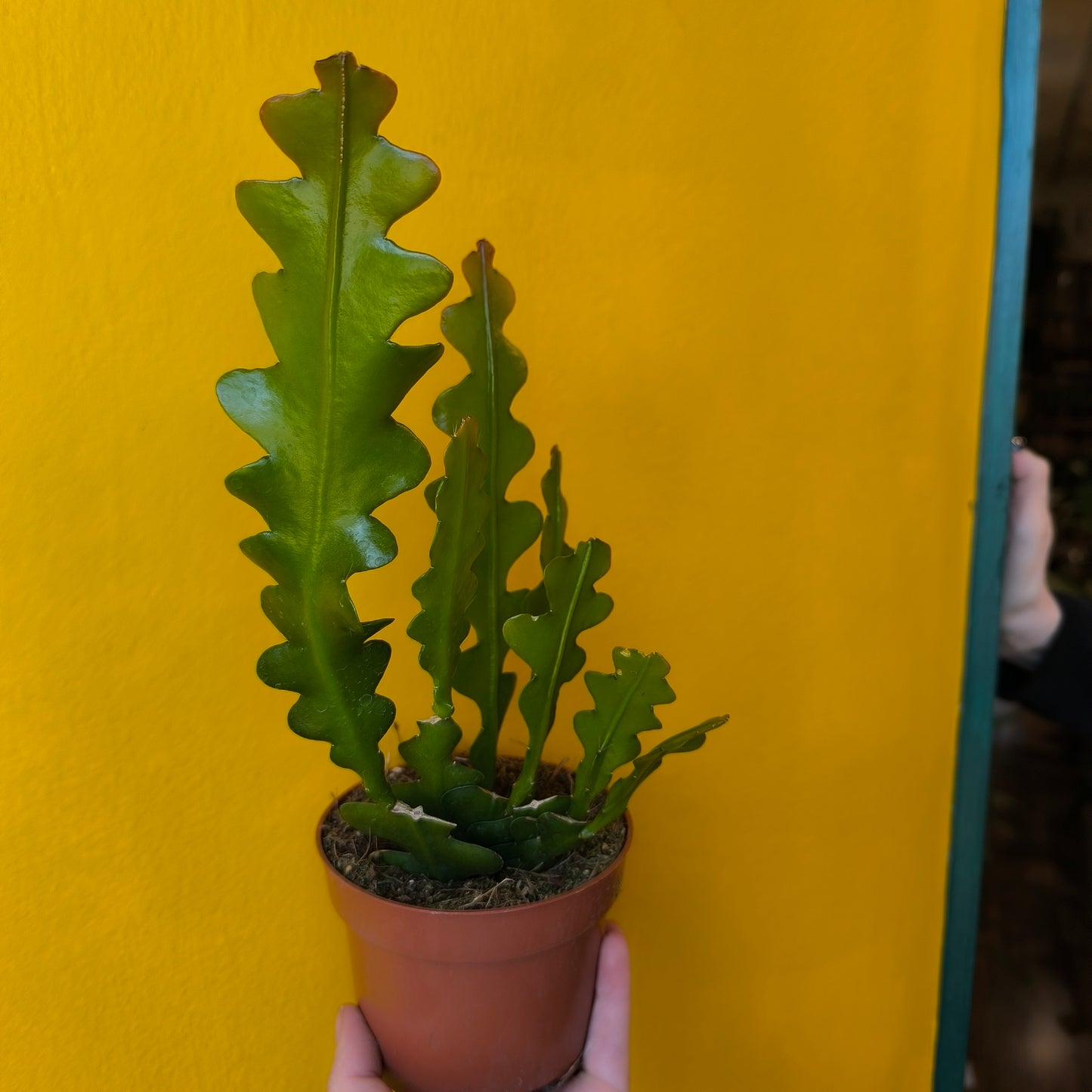 Fishbone/Zig-Zag Cactus - Medium