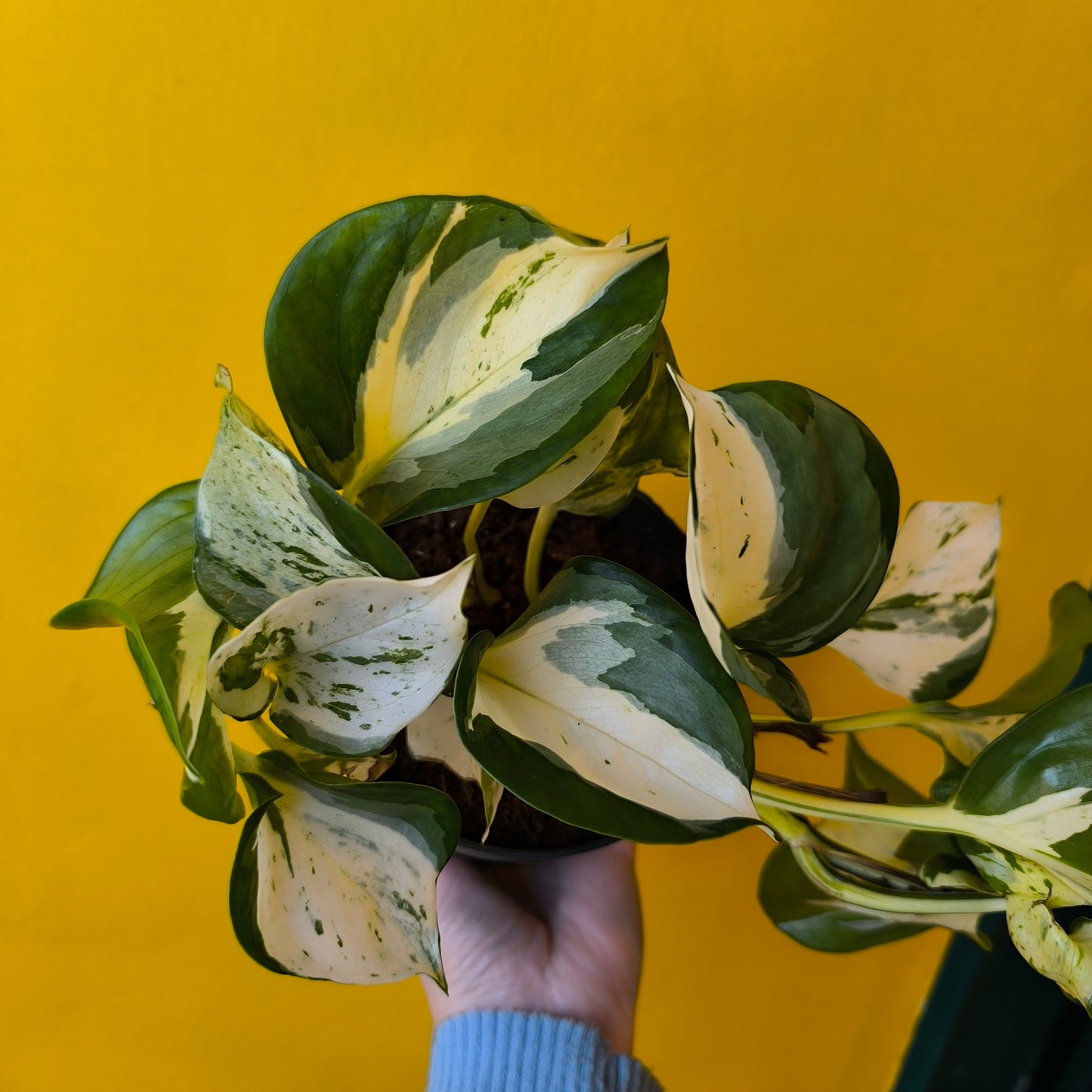 Pothos `Manjula` - Medium