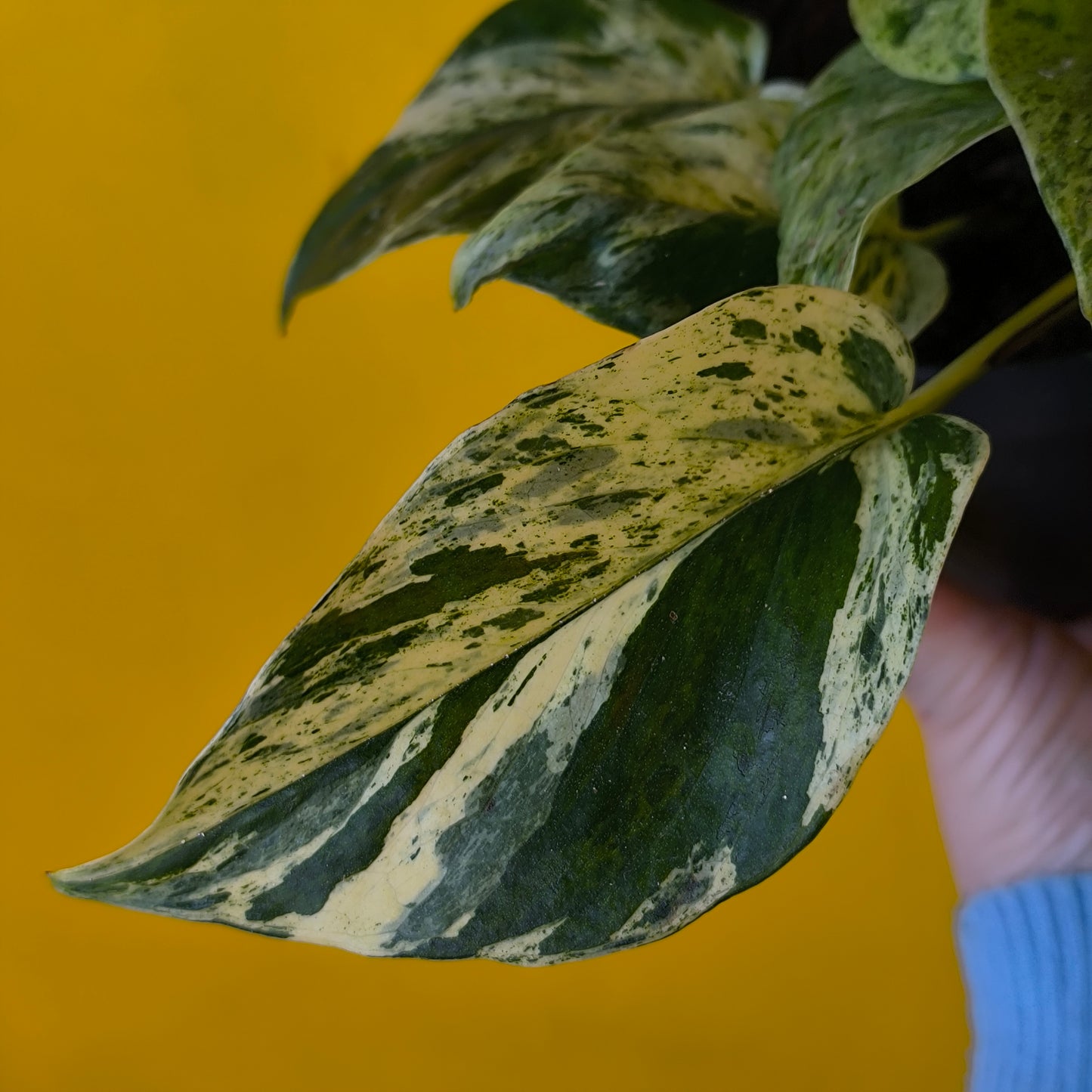 Pothos 'Snow Leopard' - Medium