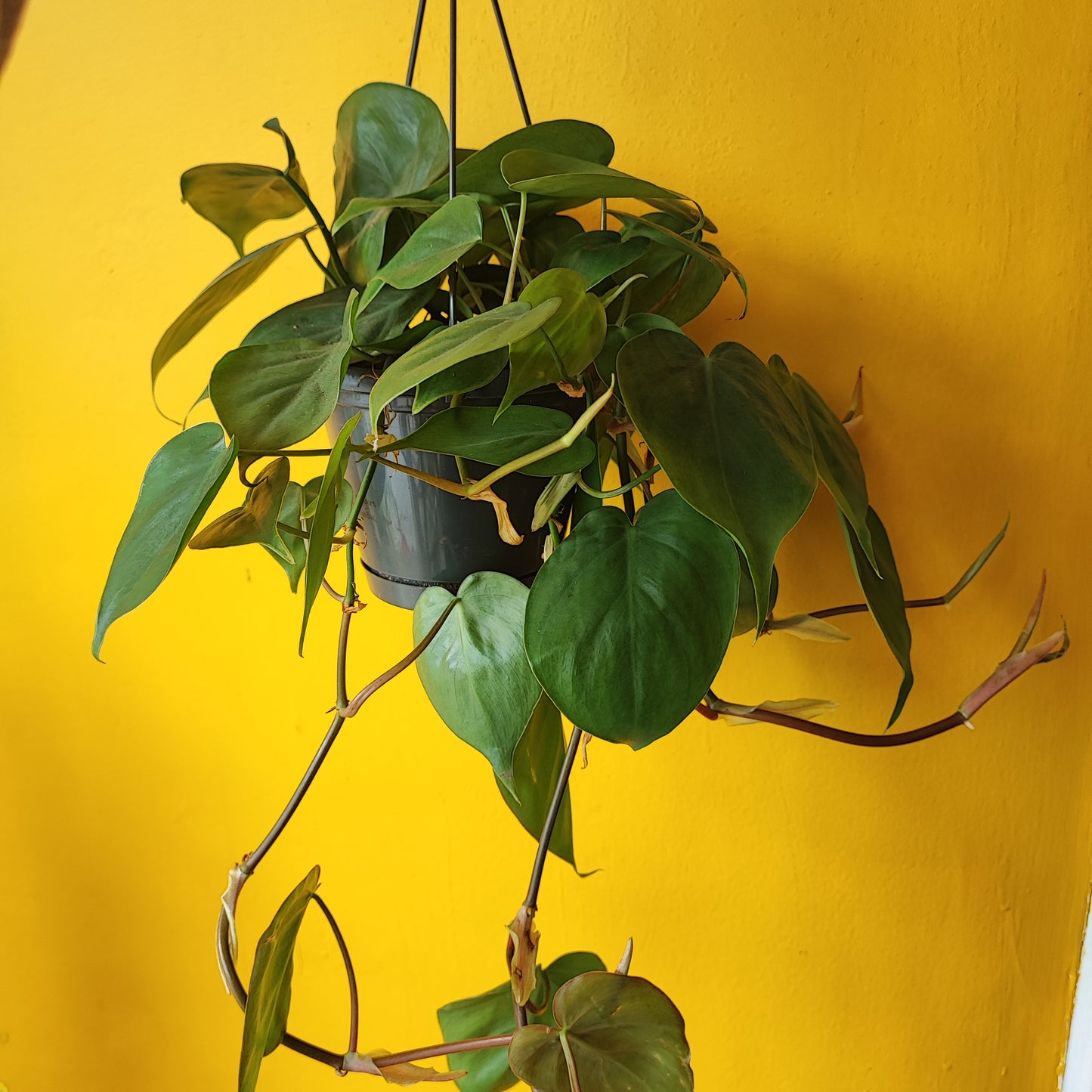 Heartleaf Trailing