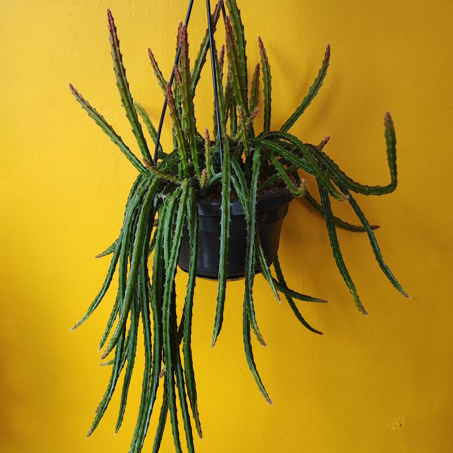 Rat Tail Cactus