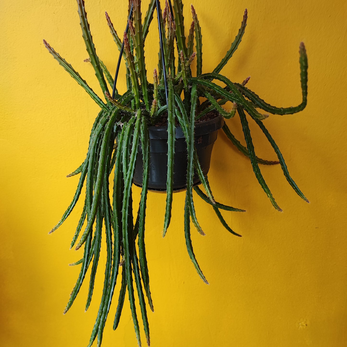 Rat Tail Cactus