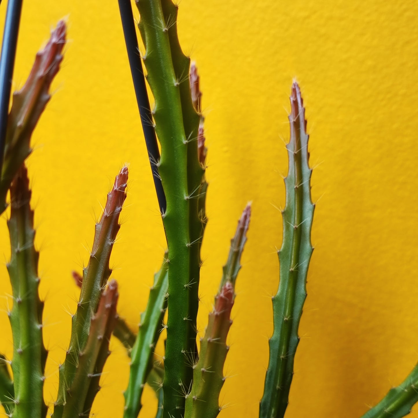 Rat Tail Cactus