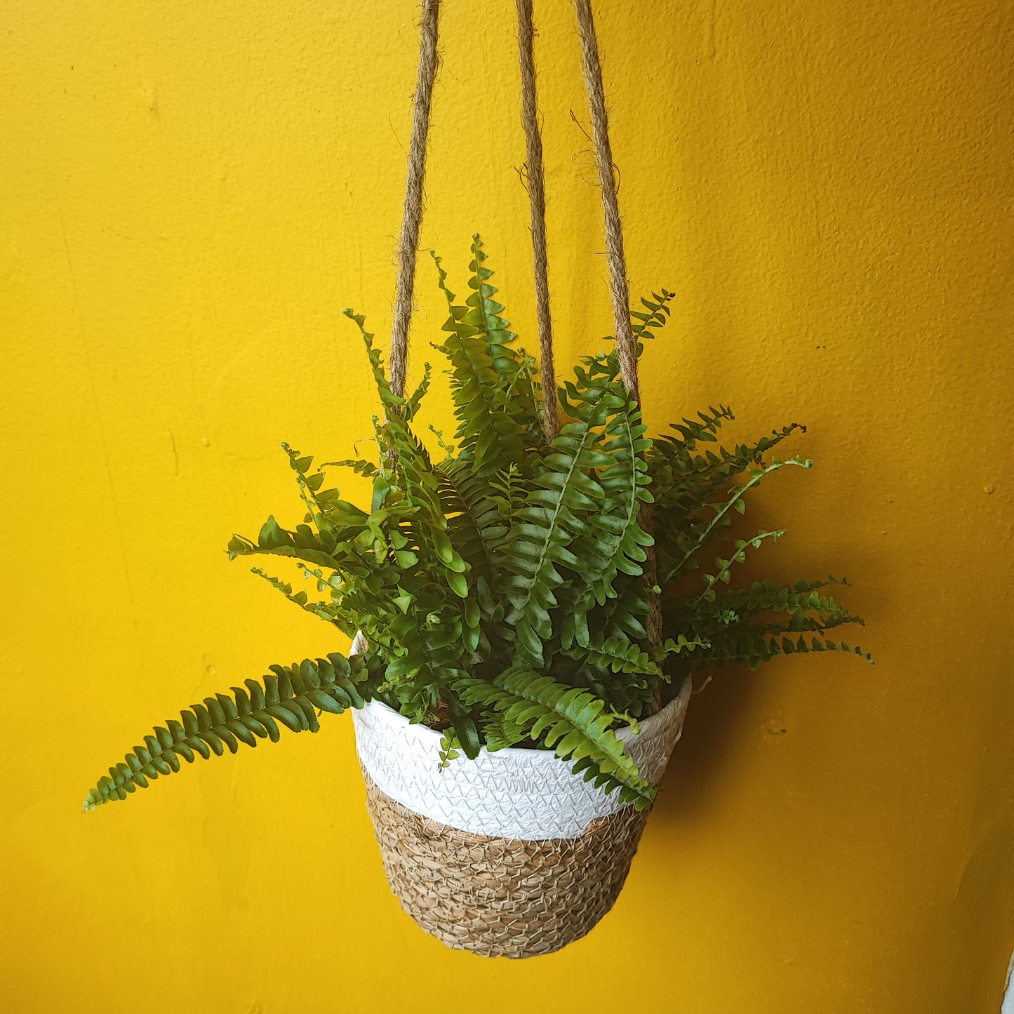 Hanging Basket - Stripe