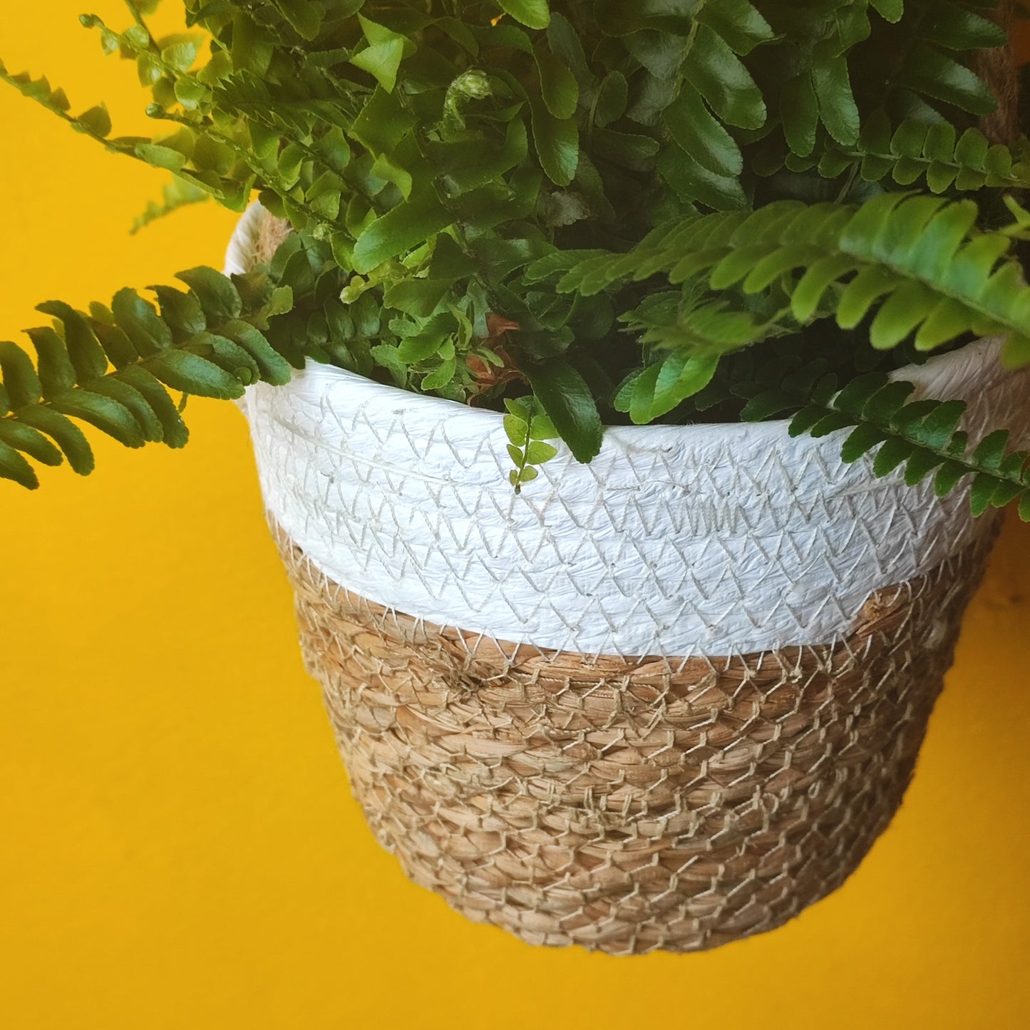 Hanging Basket - Stripe