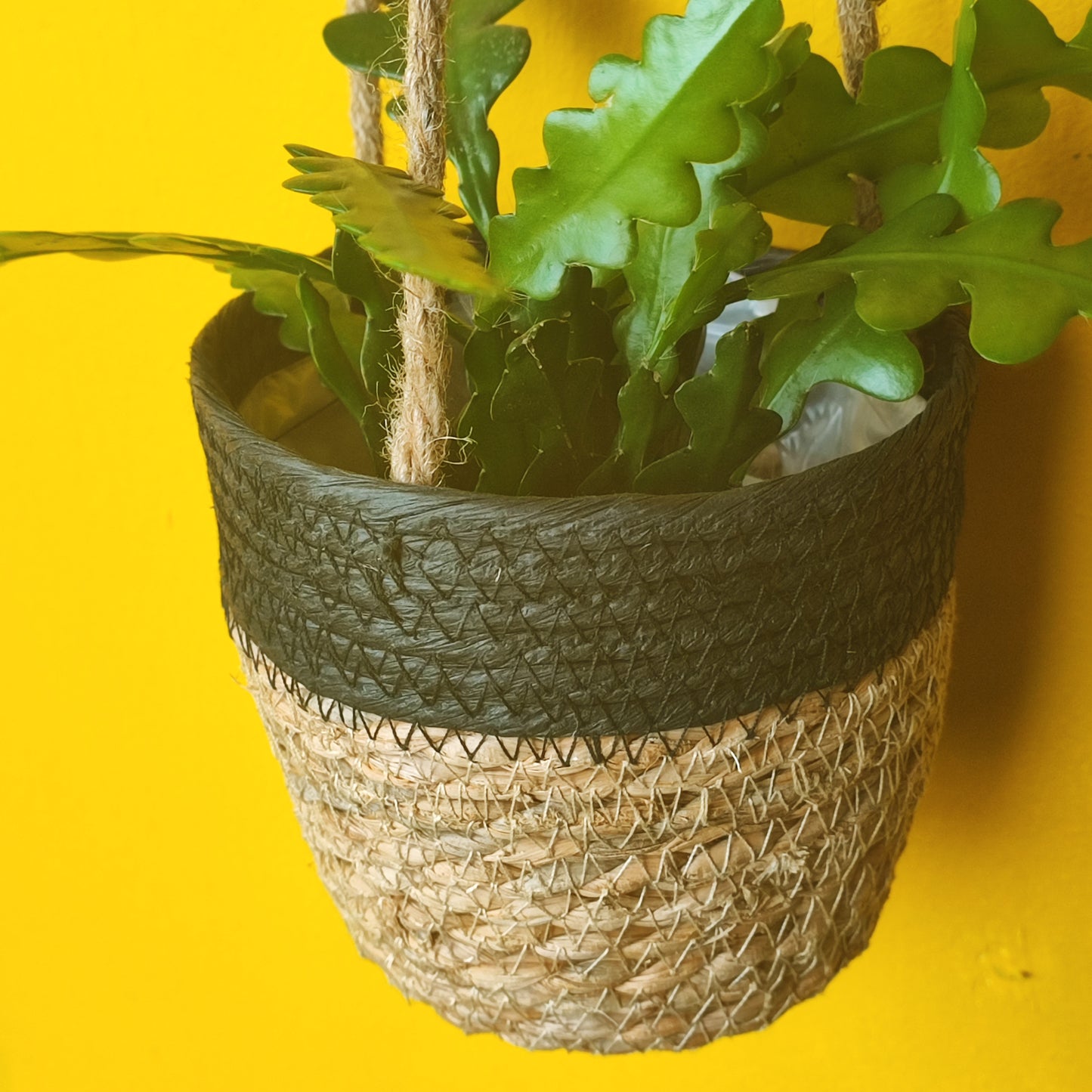 Hanging Basket - Stripe