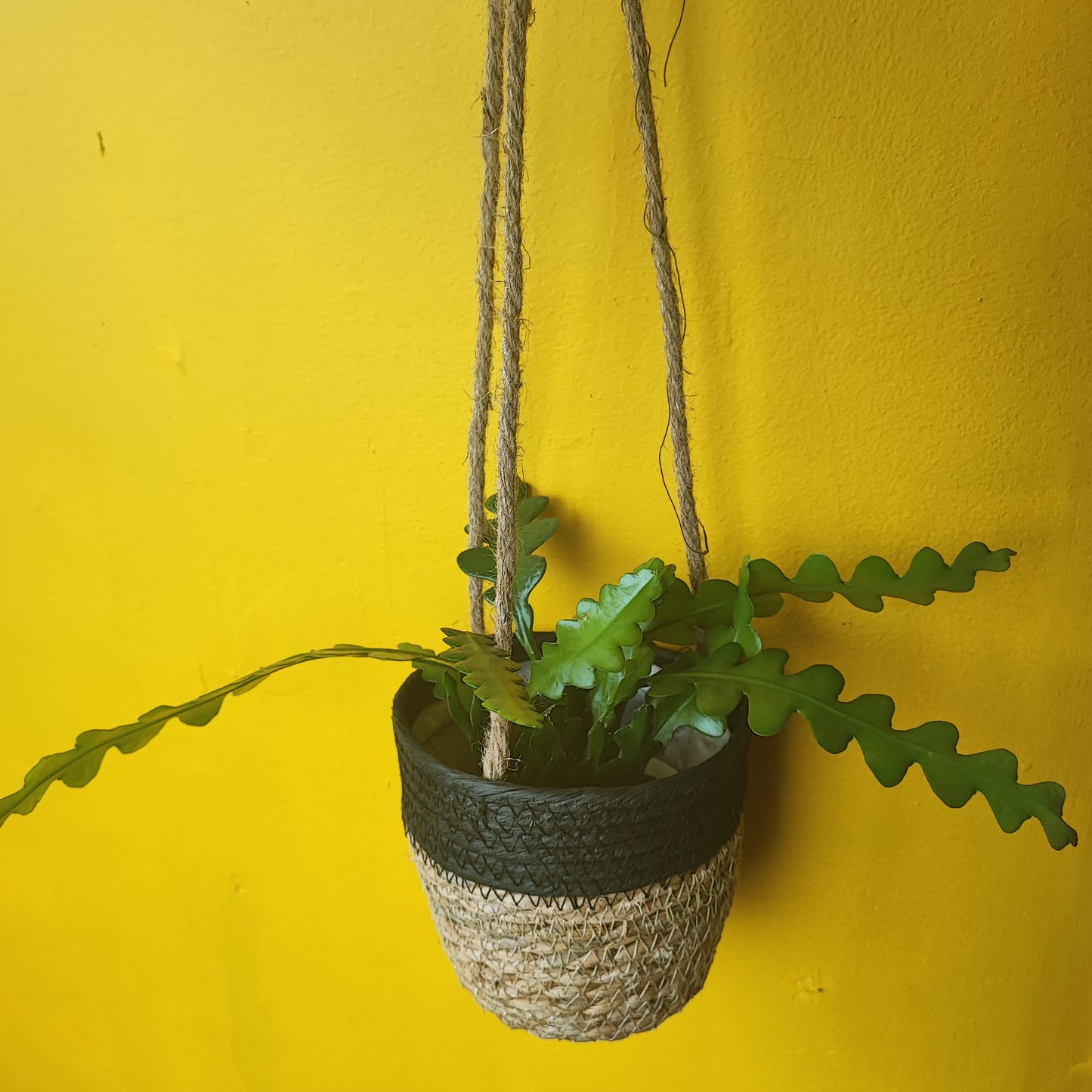 Hanging Basket - Stripe