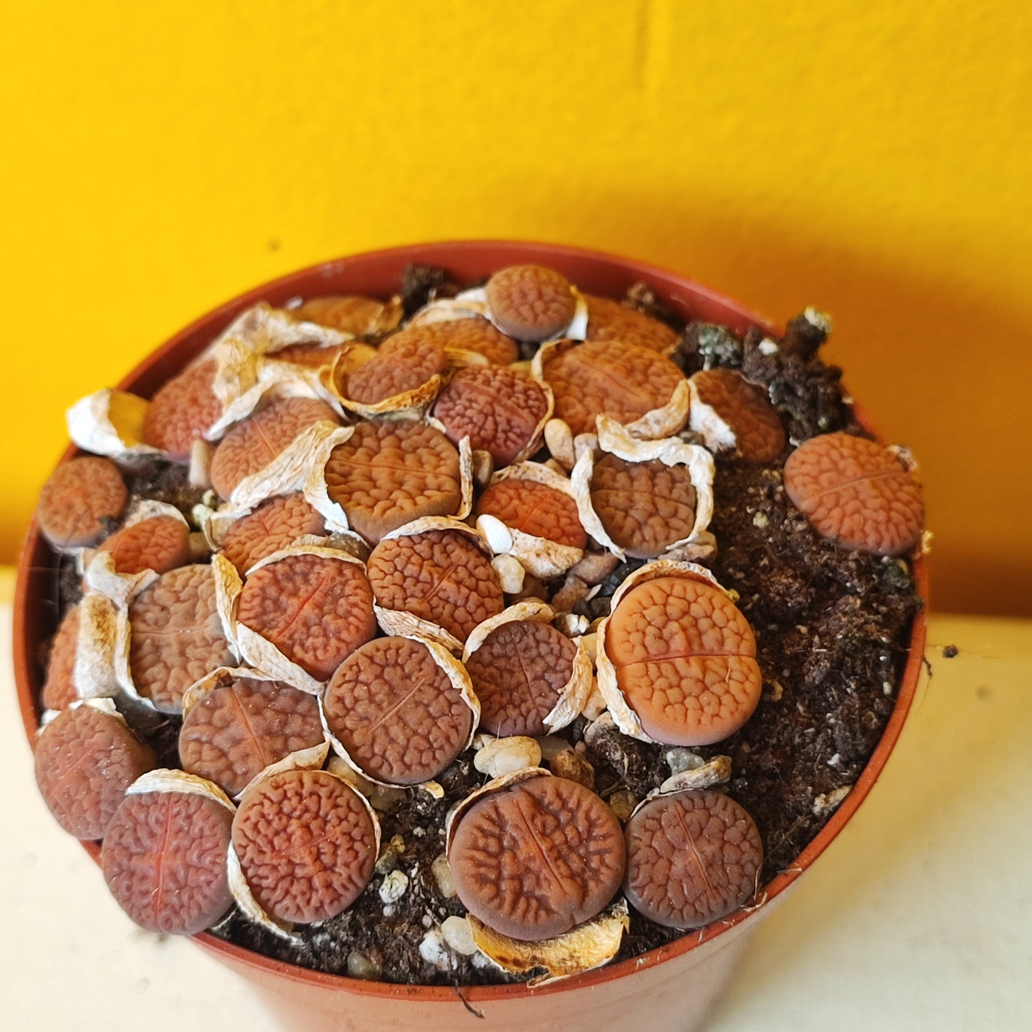 Stone Plants