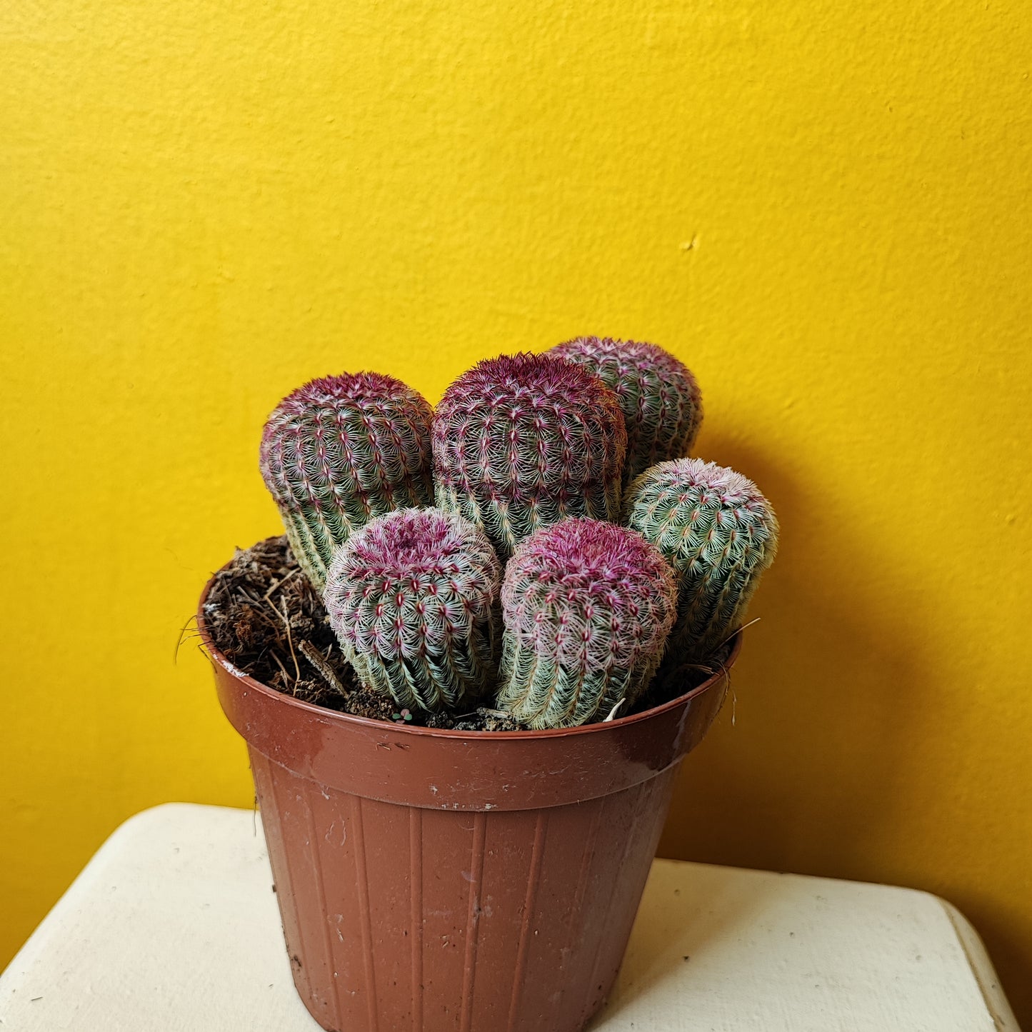 Ruby Rainbow Cactus