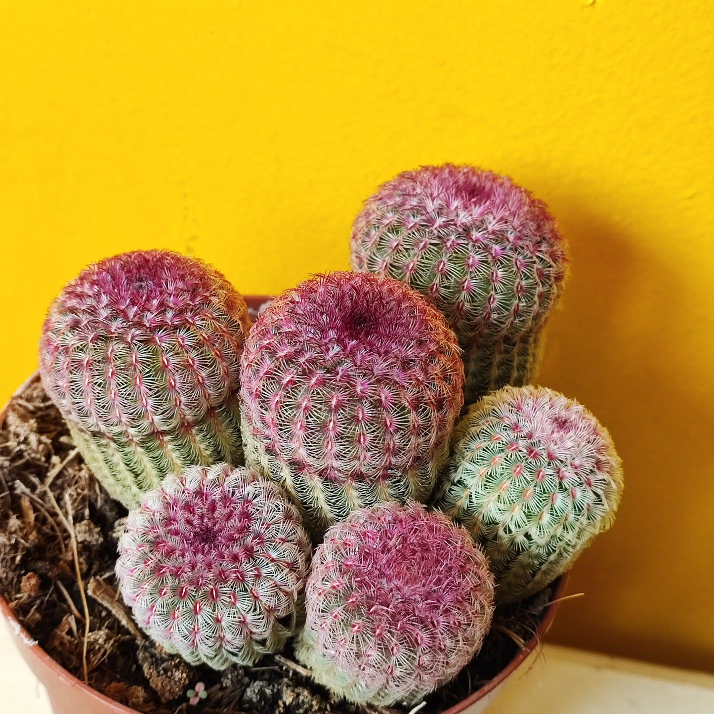 Ruby Rainbow Cactus