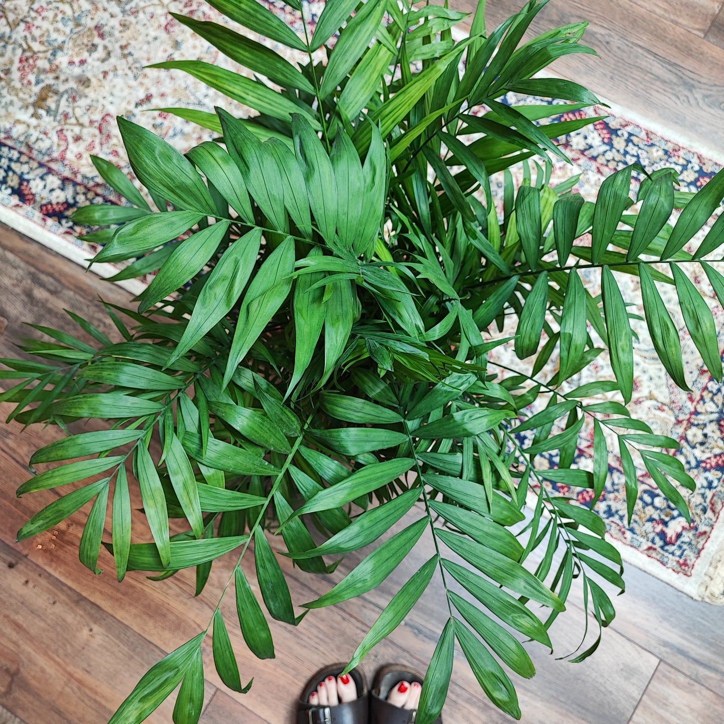 Parlor Palm